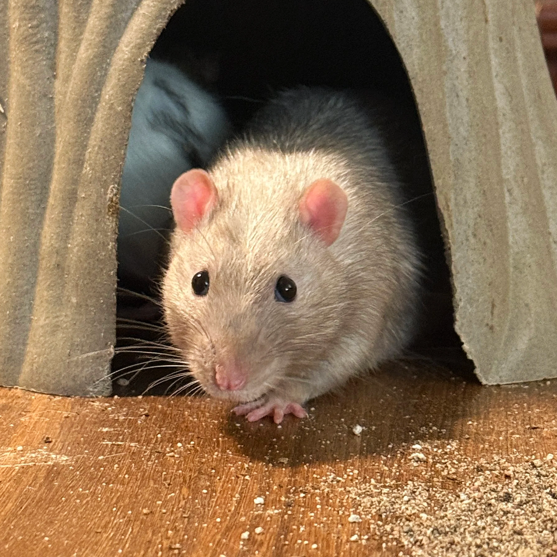 pearl rat with small cute ears