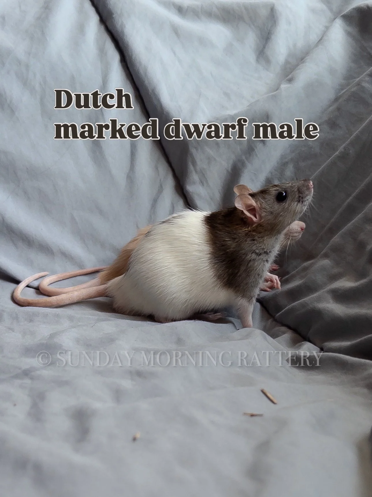 We've finally done some pairings this week! We won't know if it takes until we see some weight gain, which so far, we have had! The pairings are Lotus x Dutch, and Fanta x Dutch. Lucky boy! 

We can expect dwarfs and standards, maybe some Himalayan, 