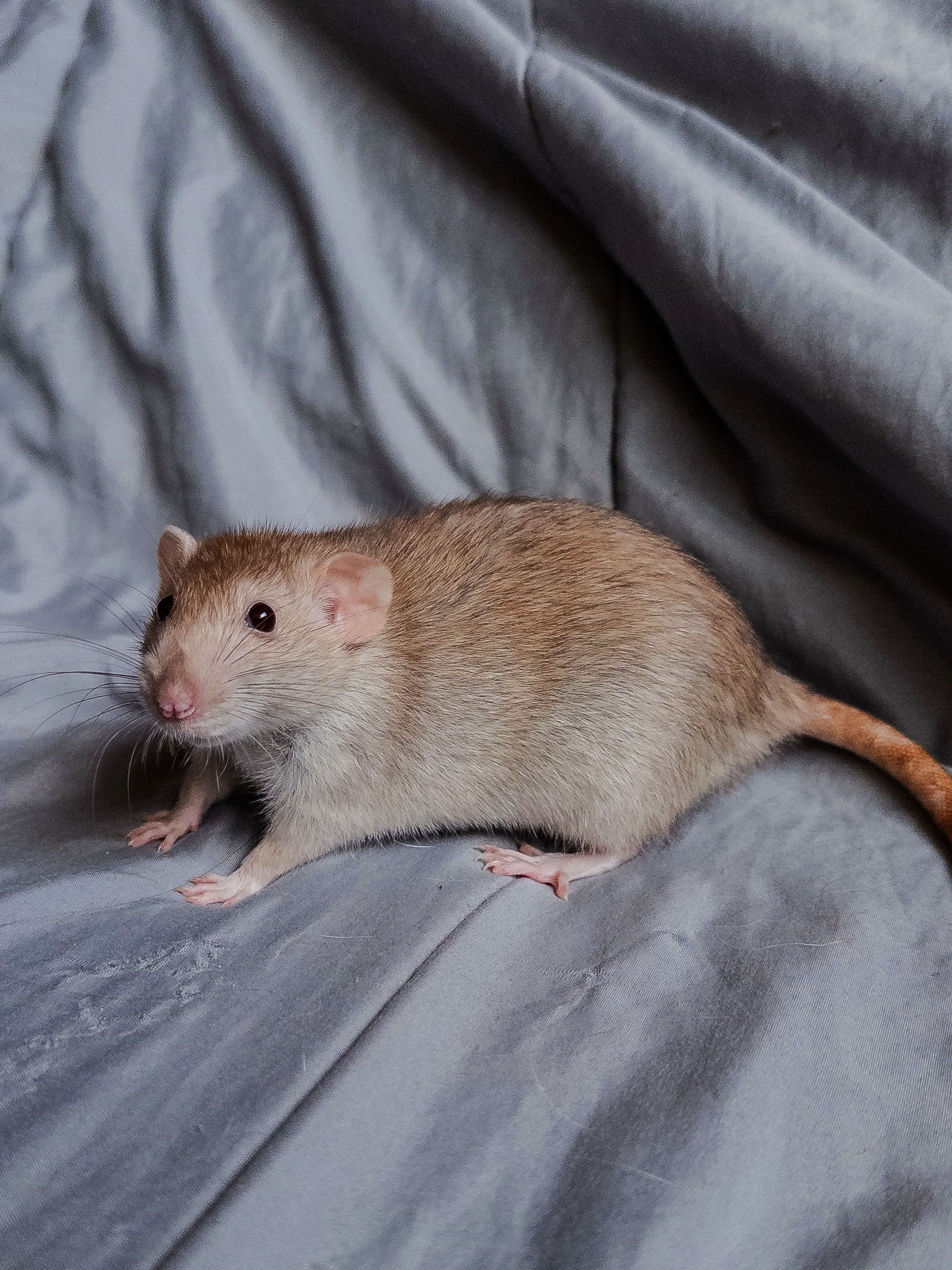 pale orange fawn cinnamon standard rat