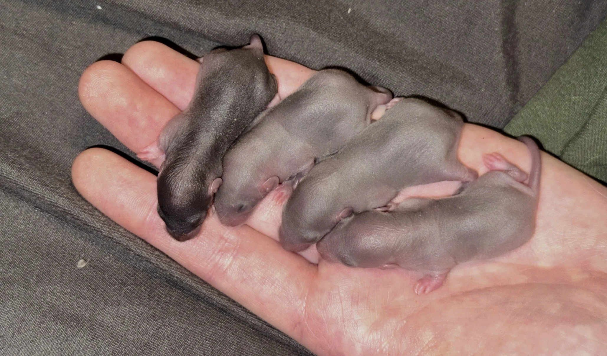 four tiny nearly hairless rat pups