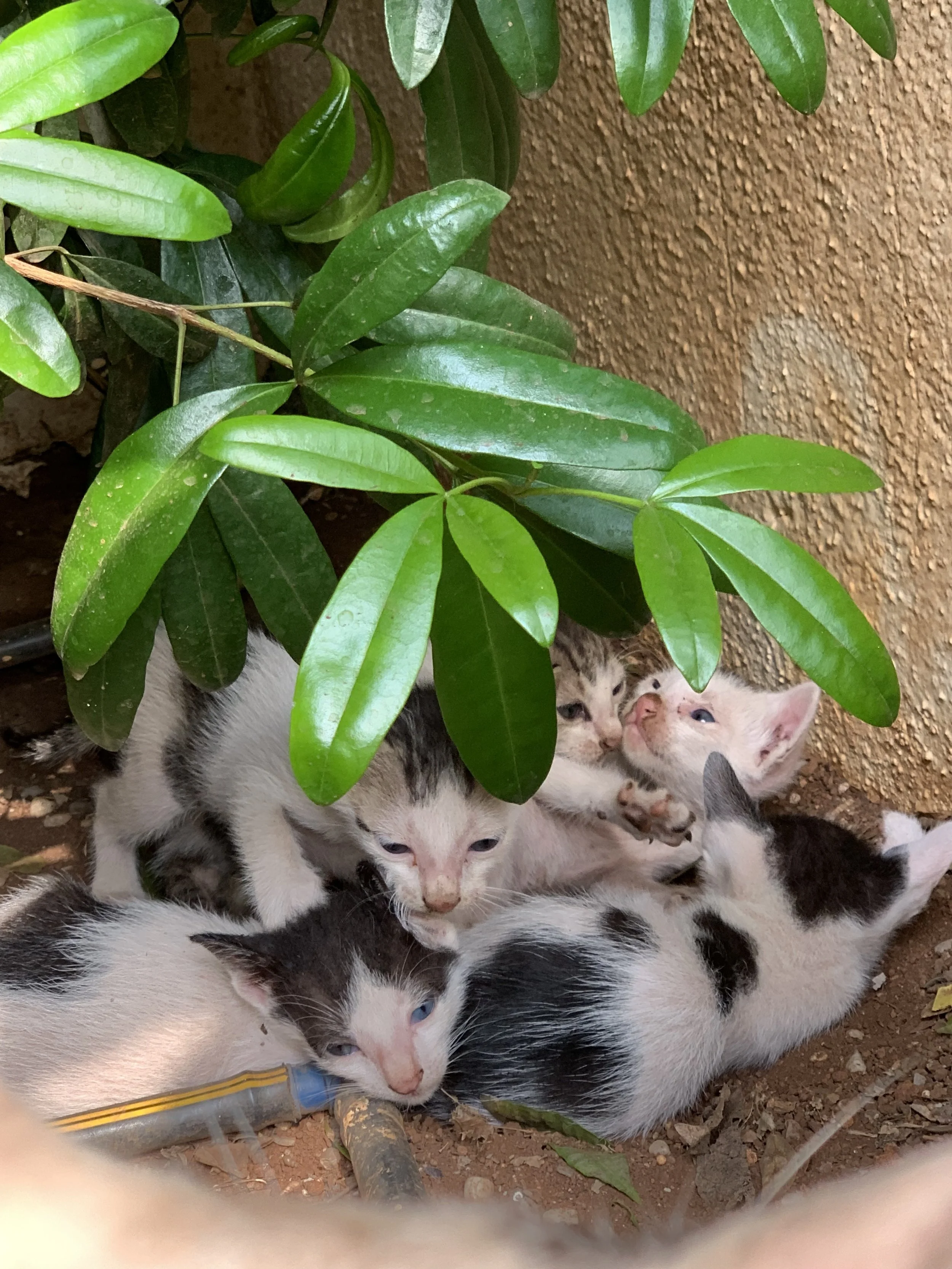 Kittens are a happy place. &nbsp;These kittens were presumed dead about a week ago. &nbsp;There are now 5 of them. &nbsp;Teaching me Dharma, to do an act without getting anything in return.