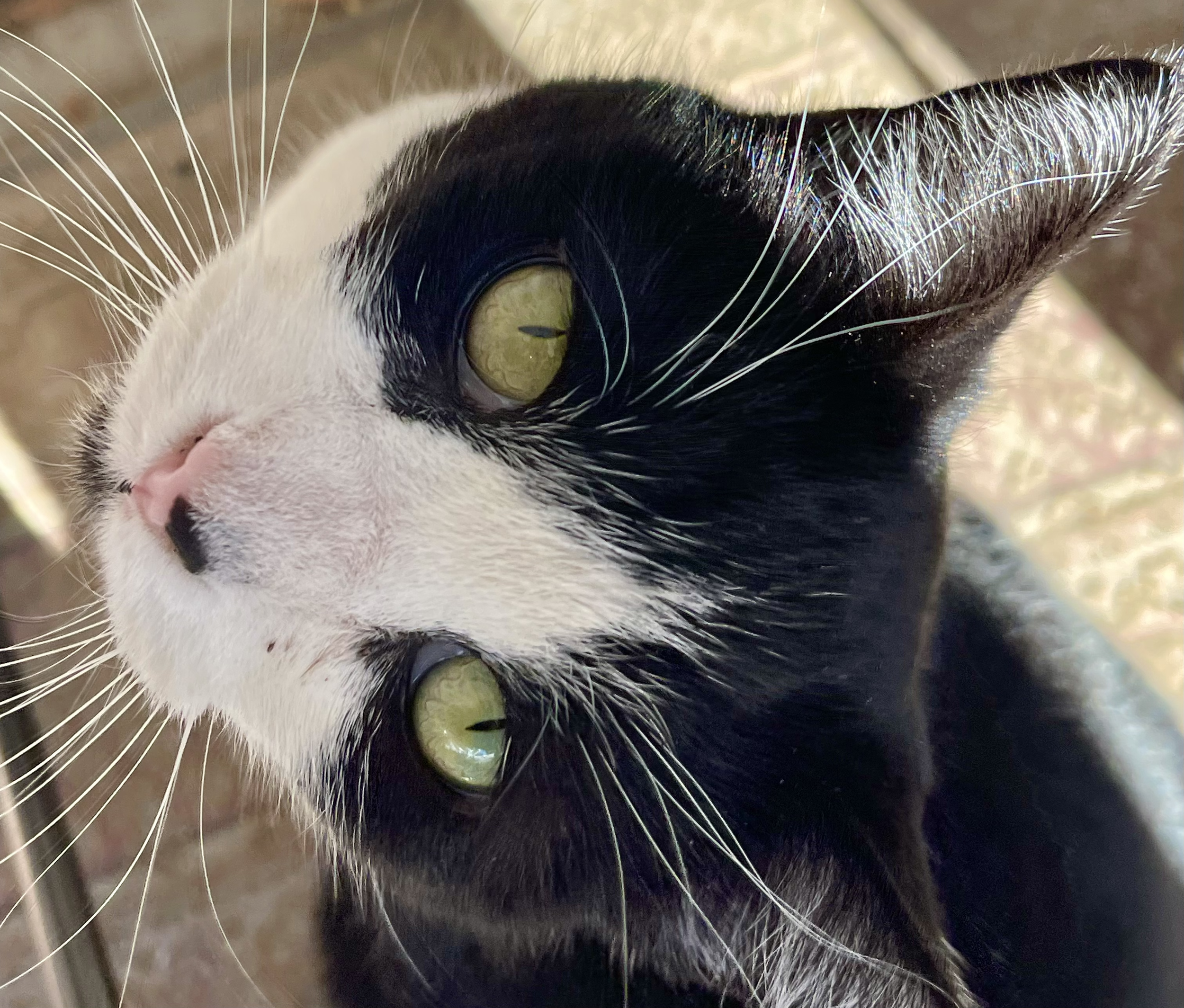 Close-up of a black and white cat with yellow-green eyes, pink nose, and white whiskers, looking upwards.
