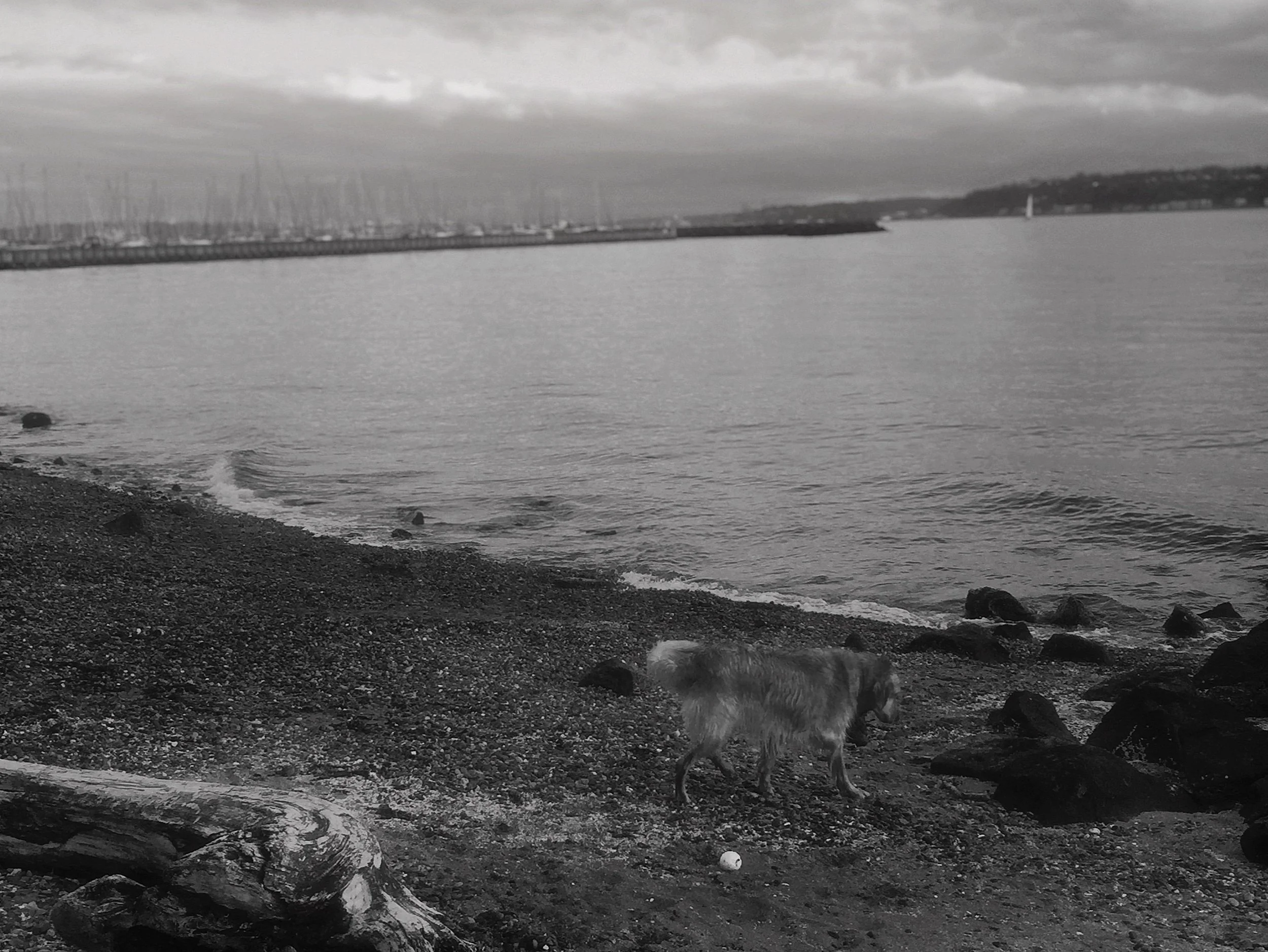 A black and white photo of a beach with small rocks and a piece of driftwood in the foreground, a dog walking near the shoreline, water with gentle waves, a marina with many sailboats in the background, and a cloudy sky overhead.