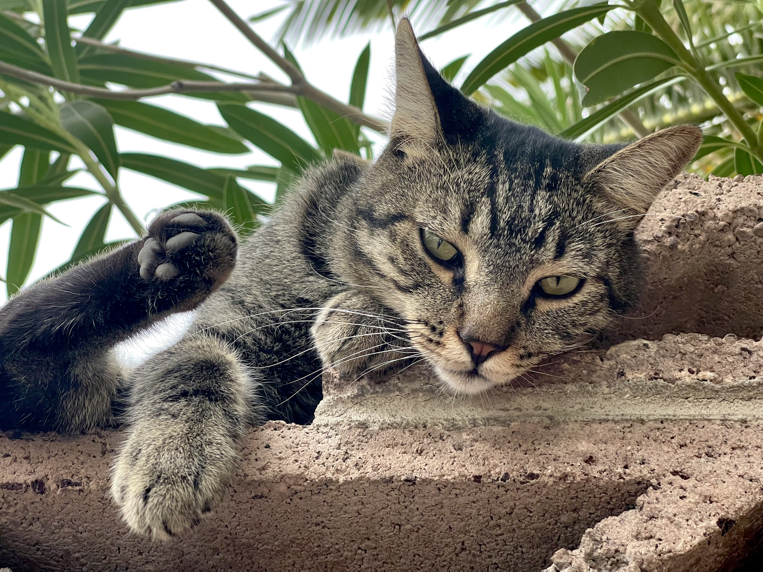 A tabby cat lying on a brick surface with green leafy plants in the background.