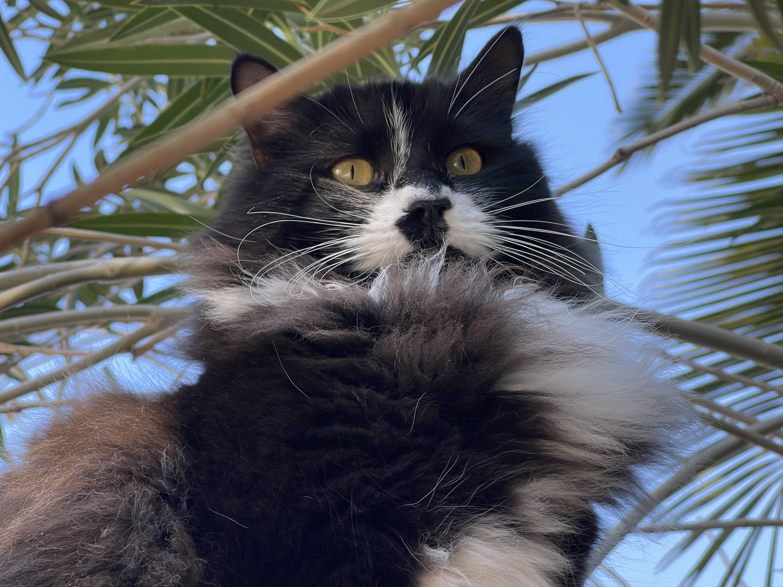 Low-angle view of a black and white cat sitting among tree branches and green leaves, with a blue sky in the background.