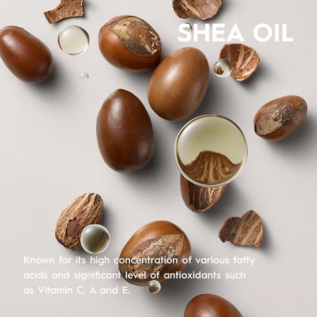 Shea nuts and shea oil in a small container, surrounded by shea nuts and cracked shell pieces on a white background, with text about shea oil's benefits.