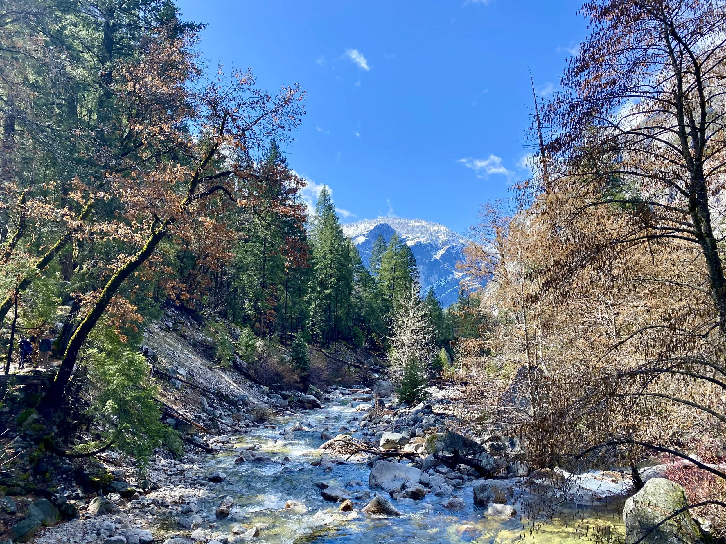 Mountain stream flowing through a forest with tall pine trees, some with autumn-colored leaves, and snow-capped mountains in the background under a bright blue sky.