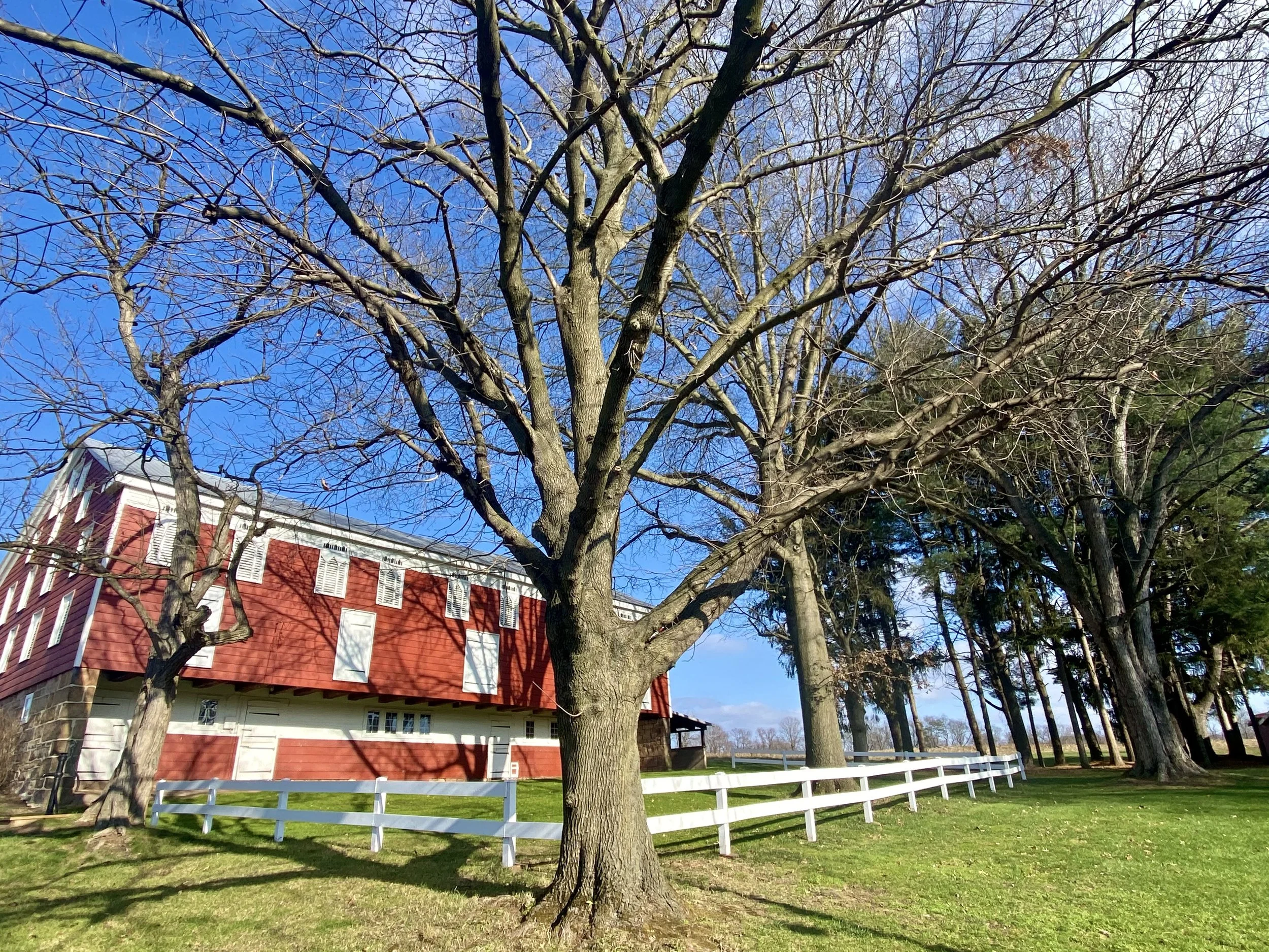 A red barn with white trim, surrounded by leafless trees and a white fence on a grassy area under a bright blue sky.