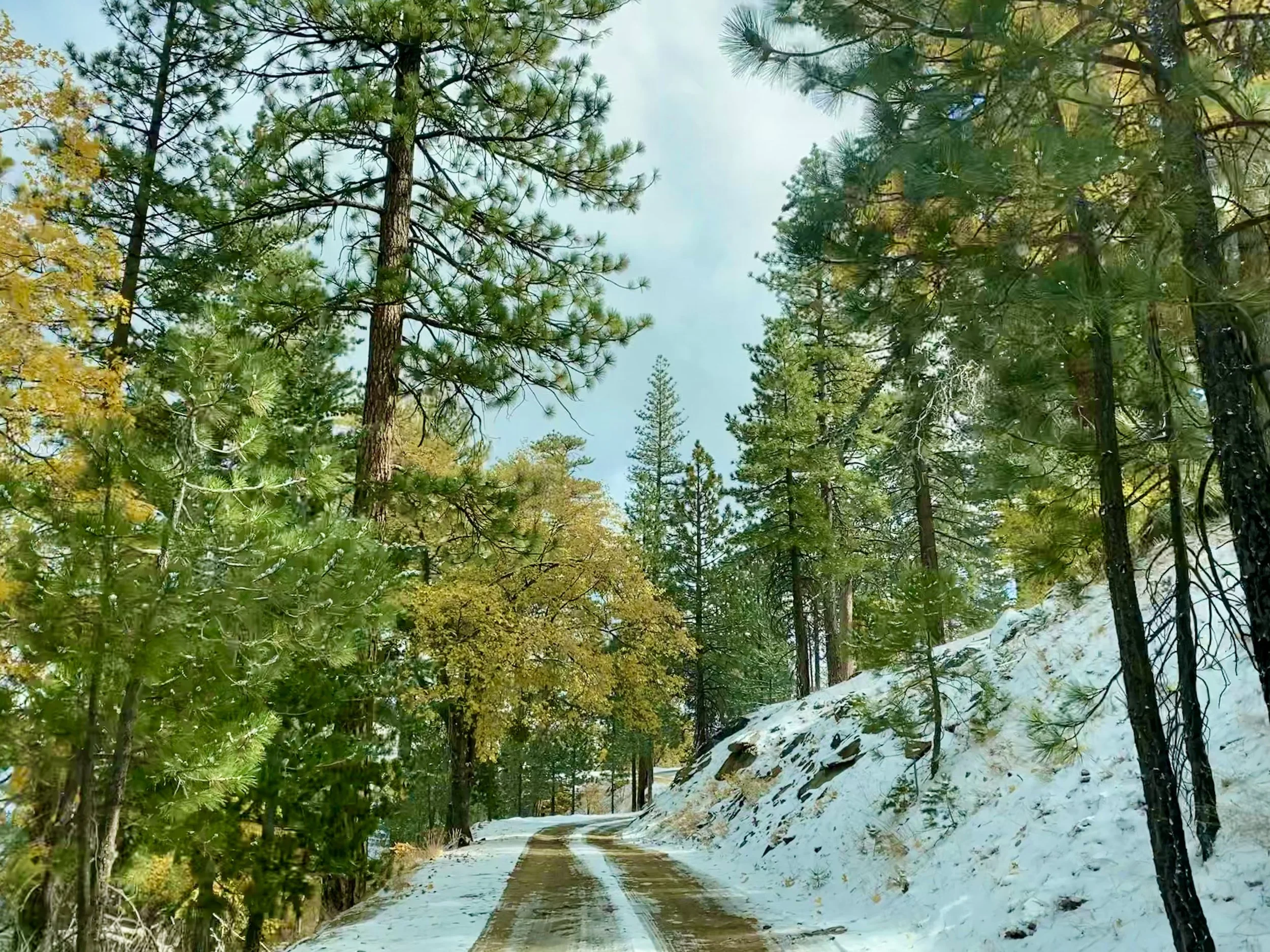 A snow-covered dirt road winding through a dense forest of tall pine trees, some with yellowing leaves, under a partly cloudy sky.