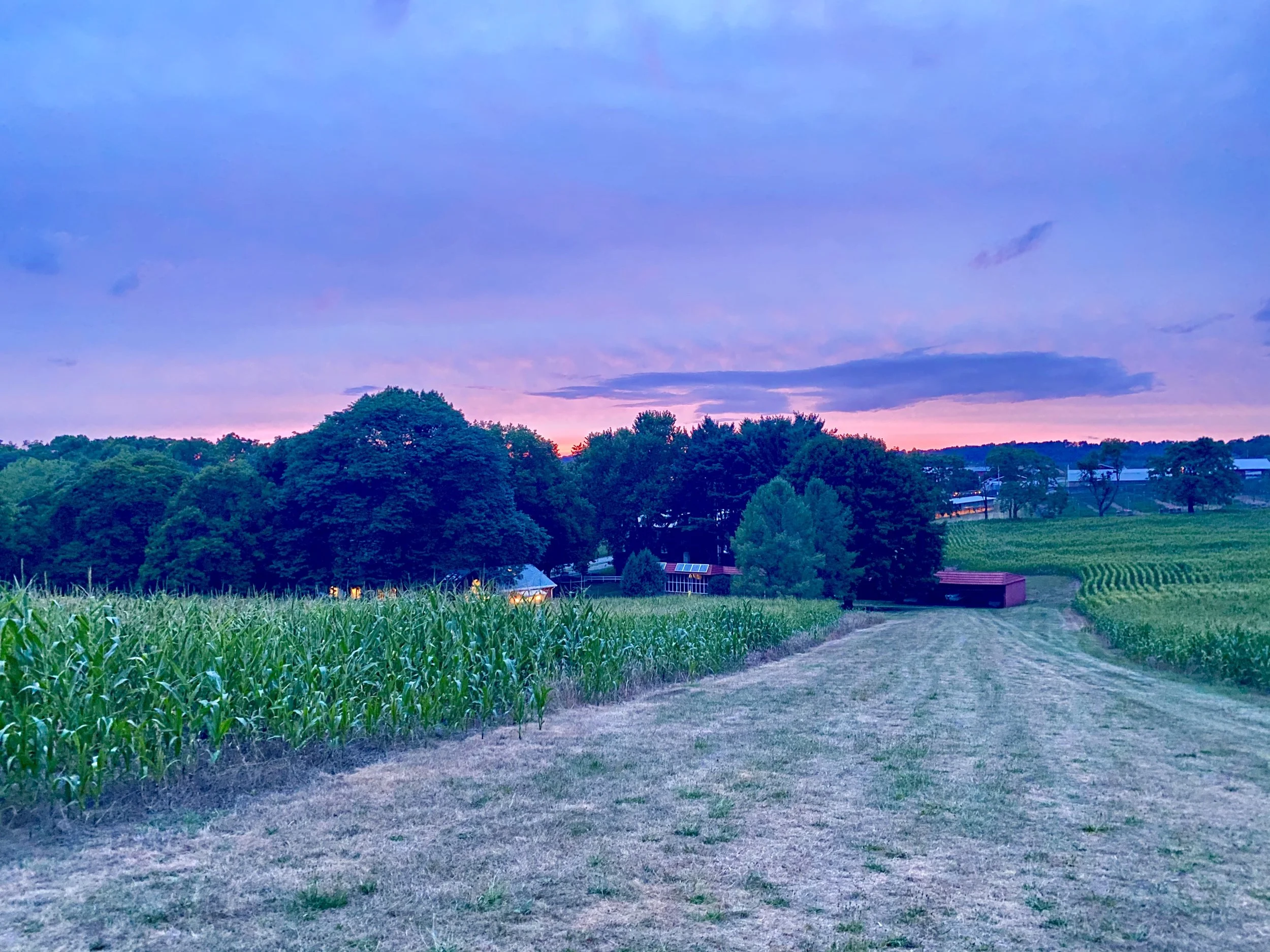 A rural farm scene at sunset with a dirt path, green cornfields, trees, and colorful sky.