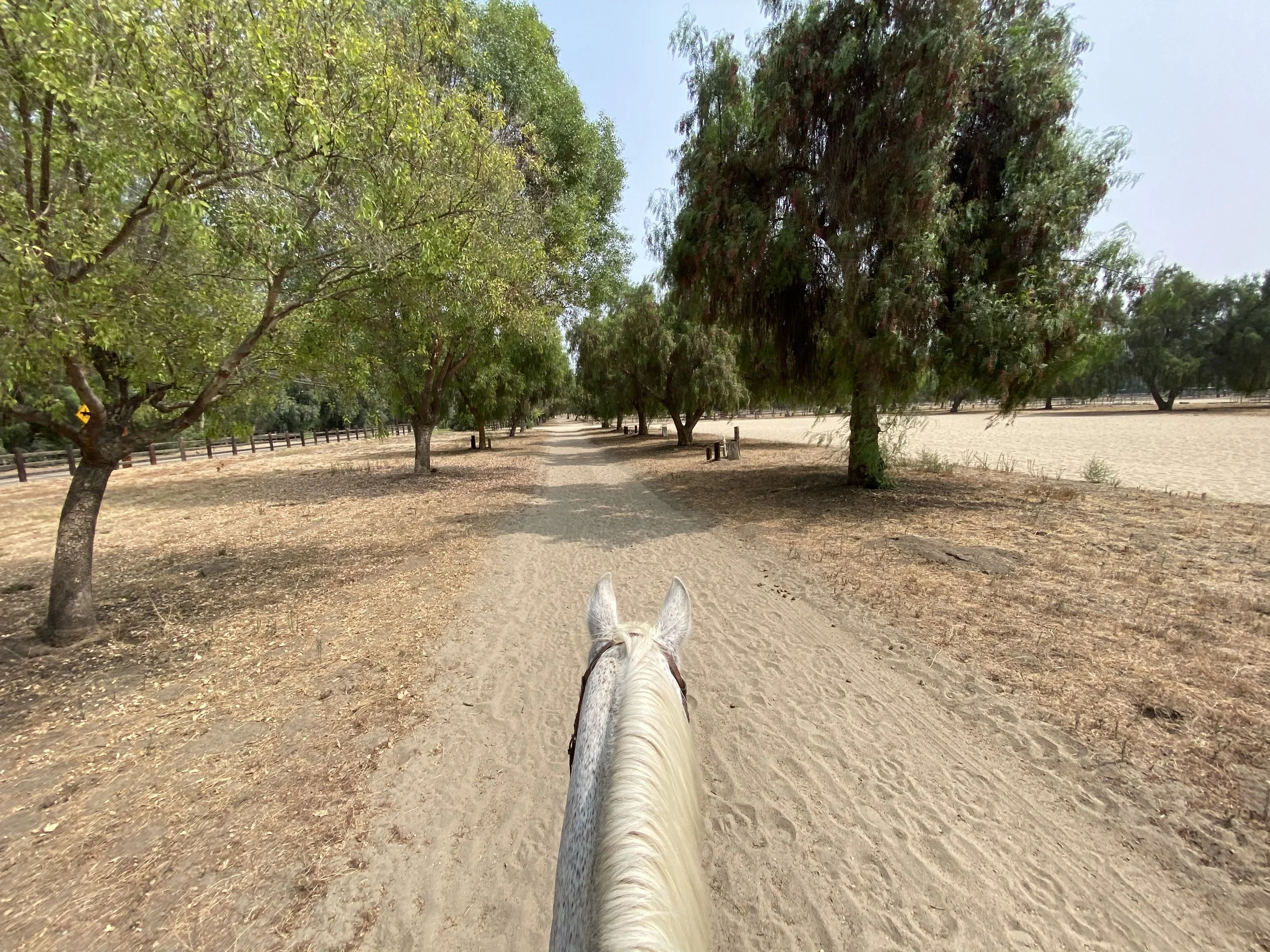 View from atop a white horse on a dirt path through a park with trees on both sides.