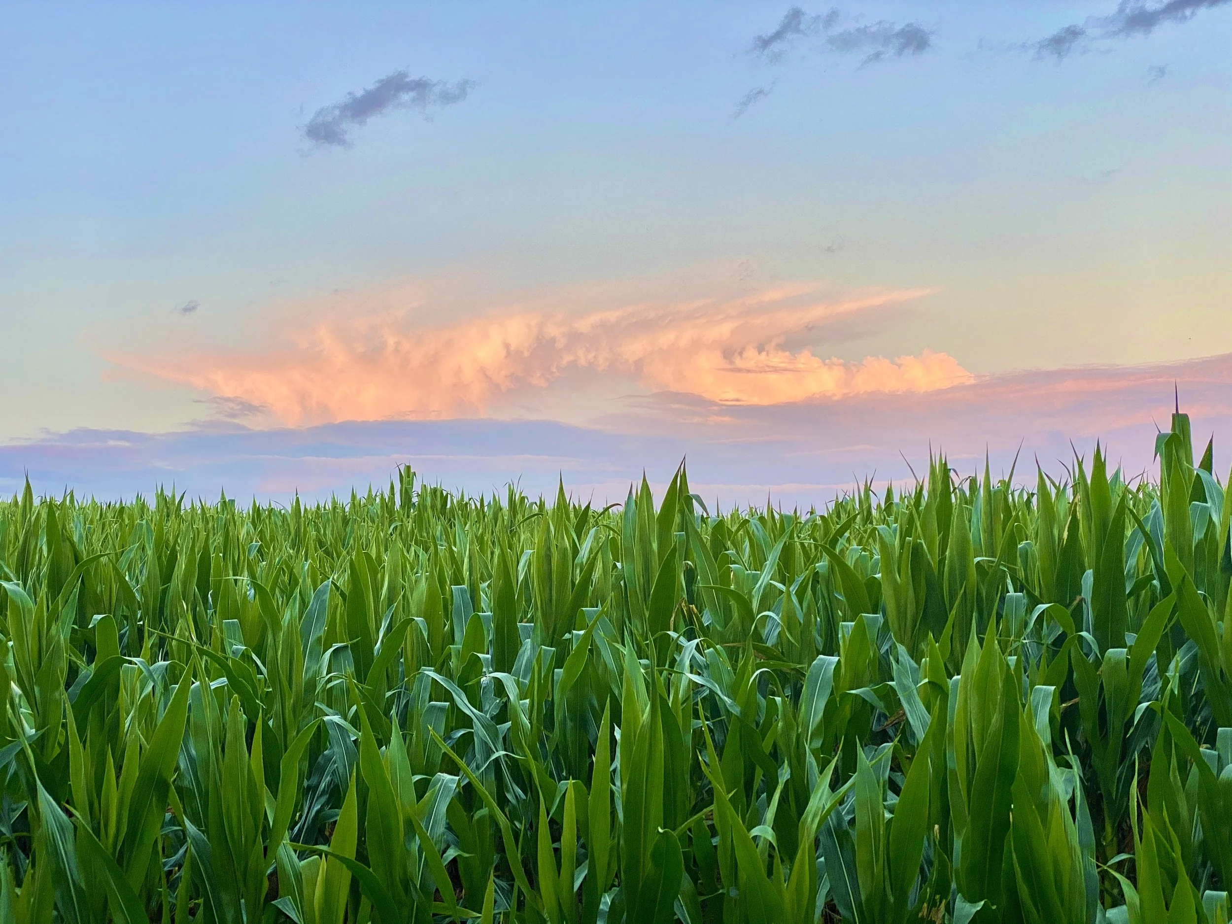 Green cornfield under a colorful sky with pink and orange clouds at sunset.