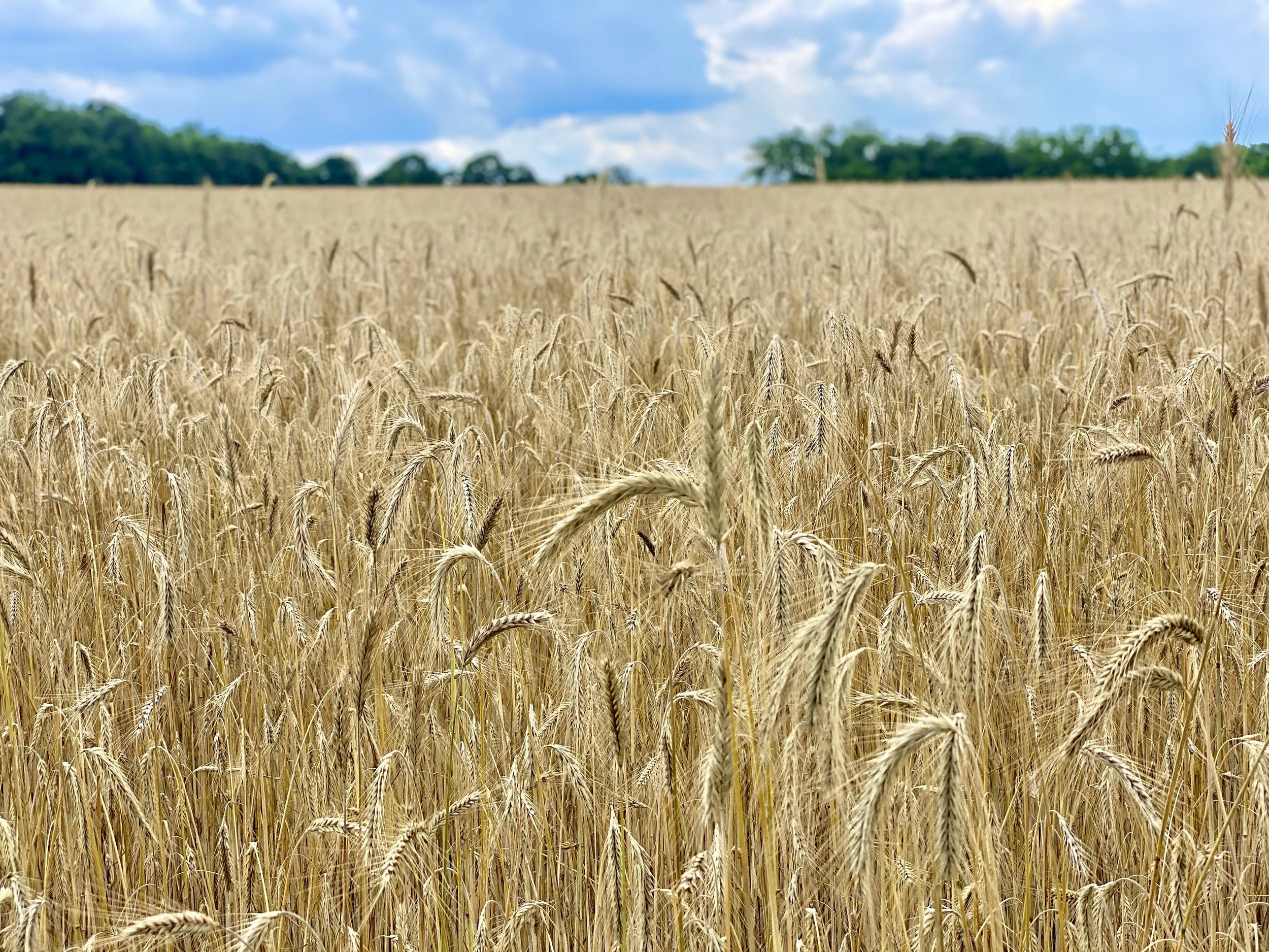 A vast field of golden wheat under a partly cloudy blue sky with trees in the distance.