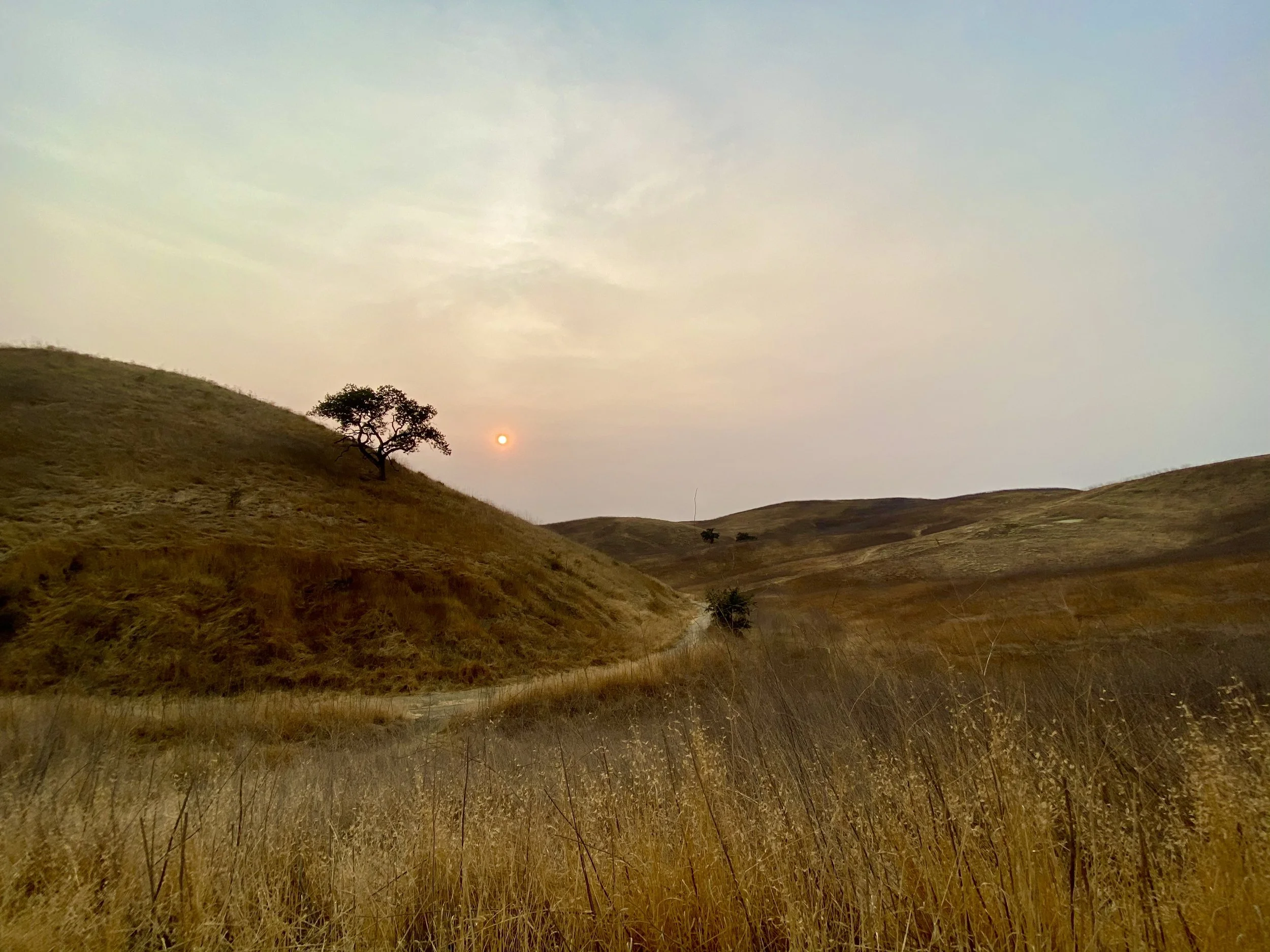 Hilly landscape with dry grass, a few trees, and a setting sun in an overcast sky.