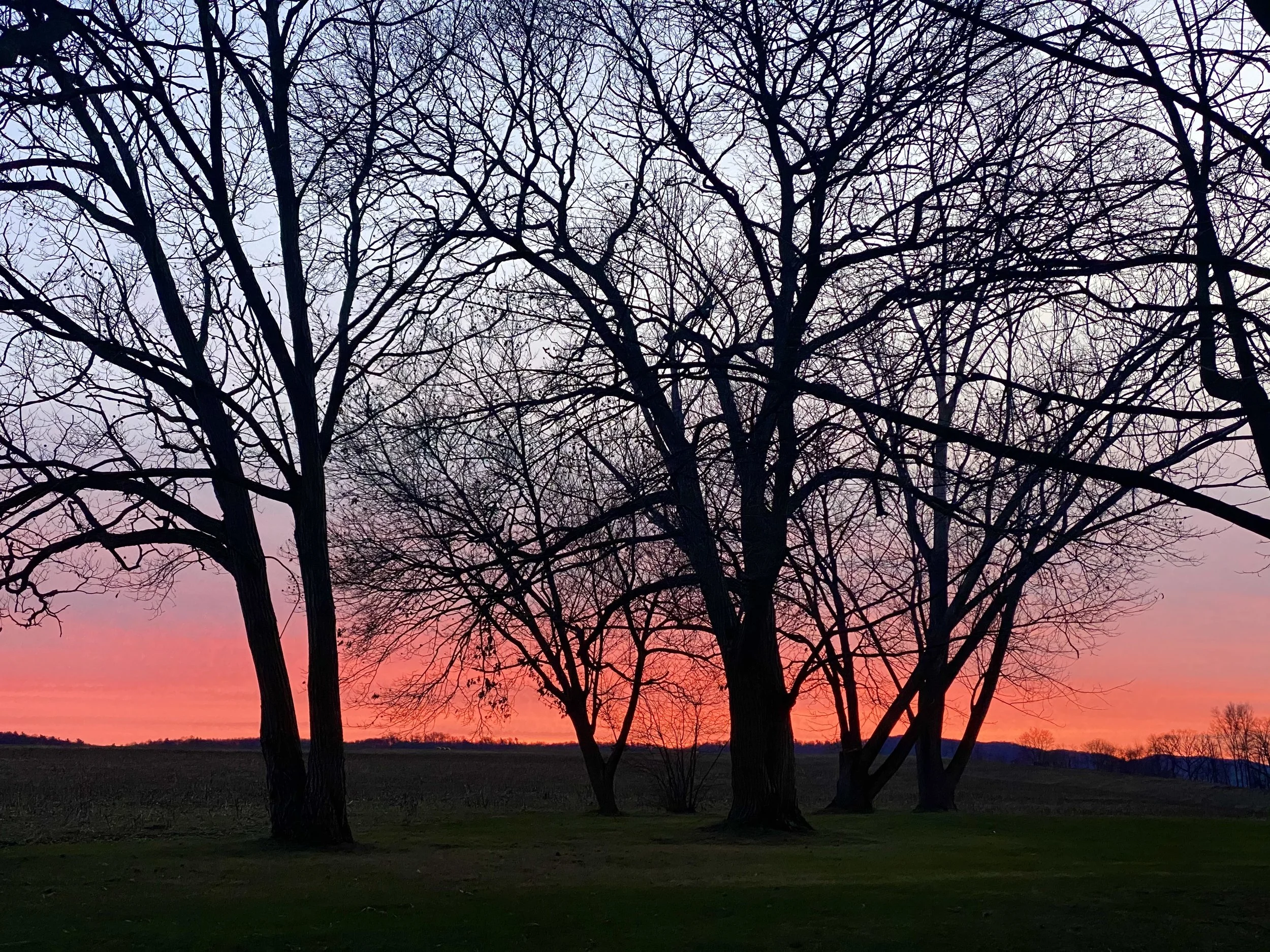 Silhouetted trees without leaves against a colorful sunset sky with shades of pink, orange, and purple.