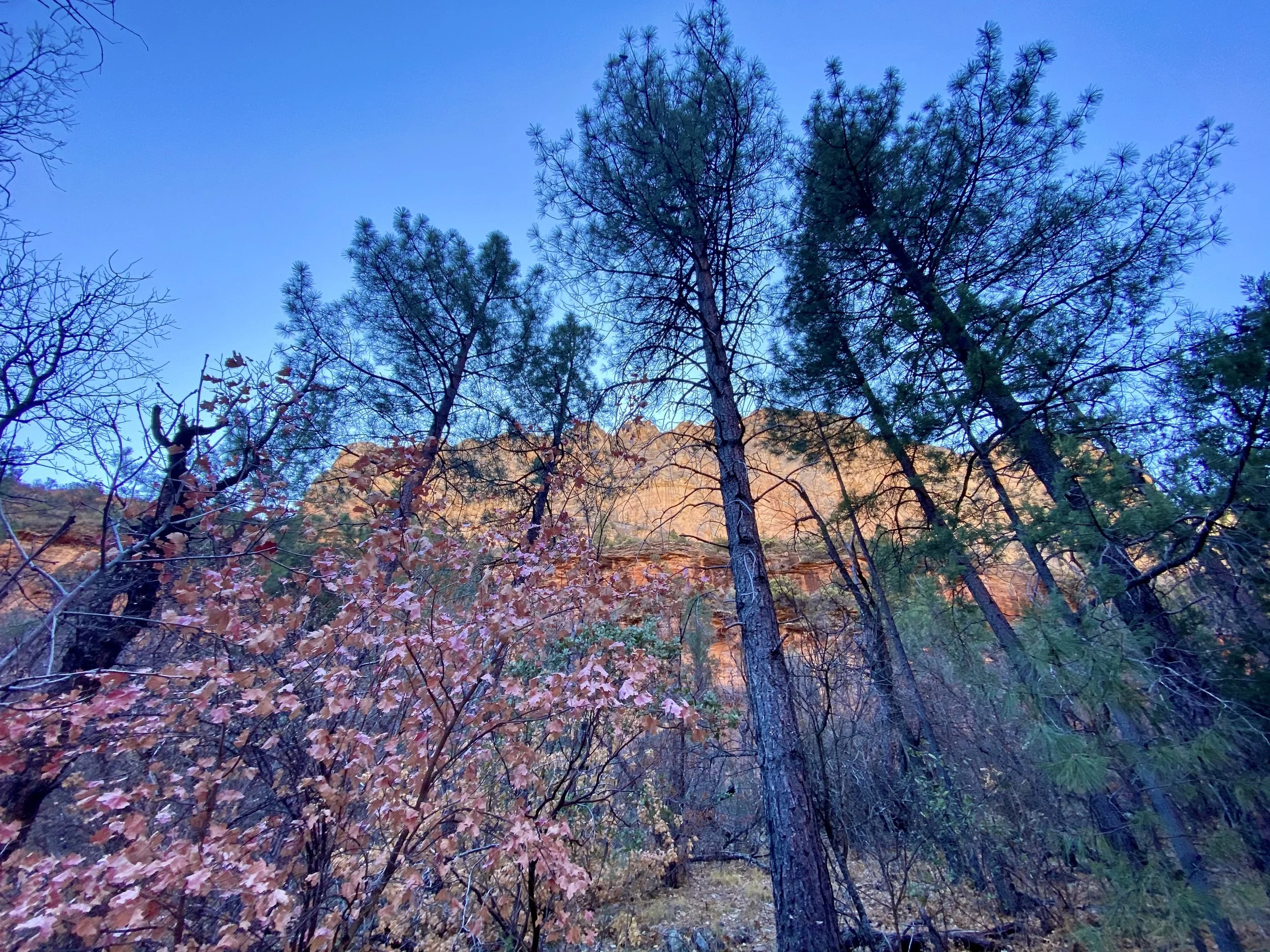 Tall pine trees and leafless trees in a forest with a mountain in the background and a clear blue sky.