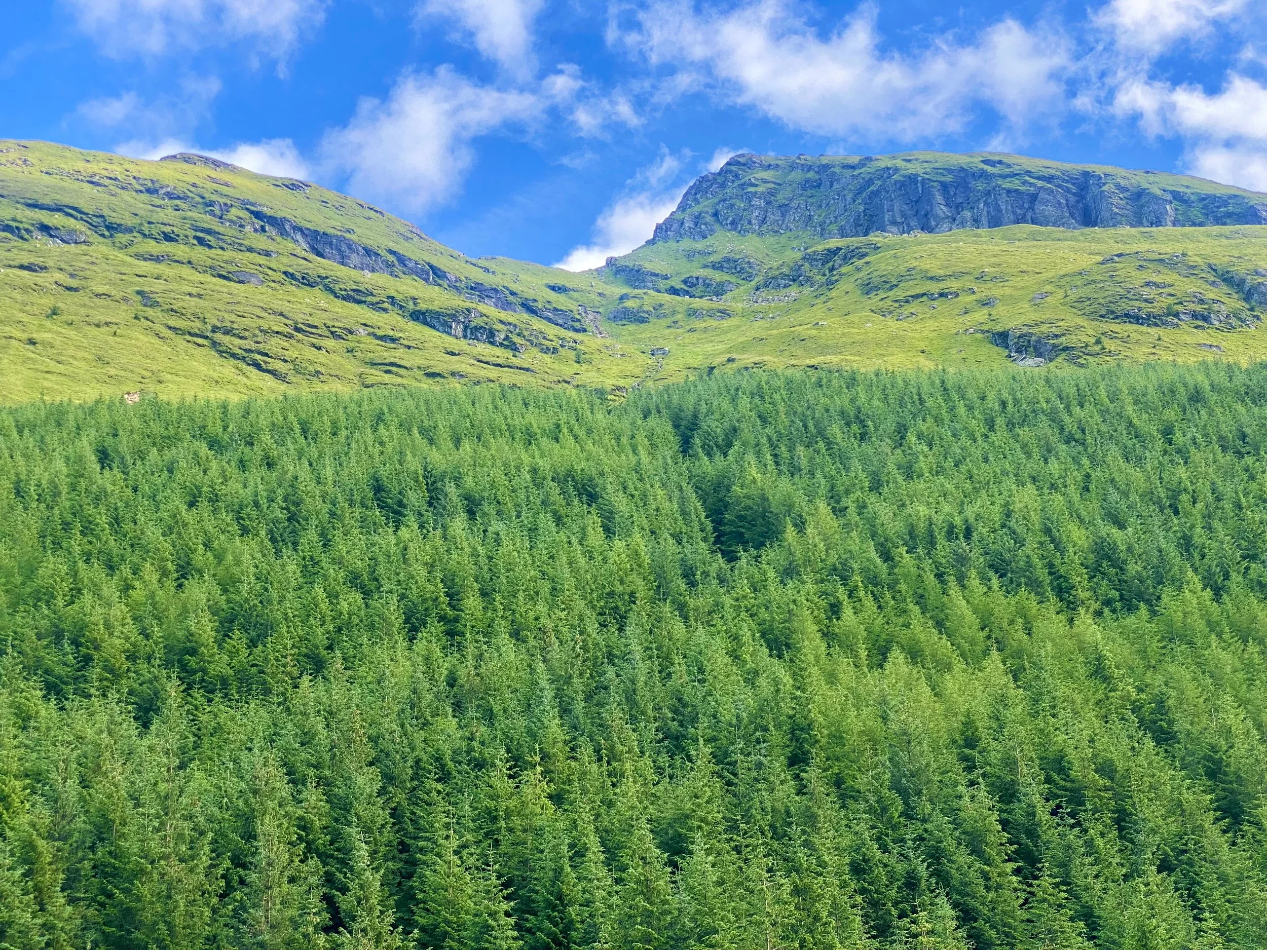 Lush green forest in a mountainous landscape under a partly cloudy blue sky.