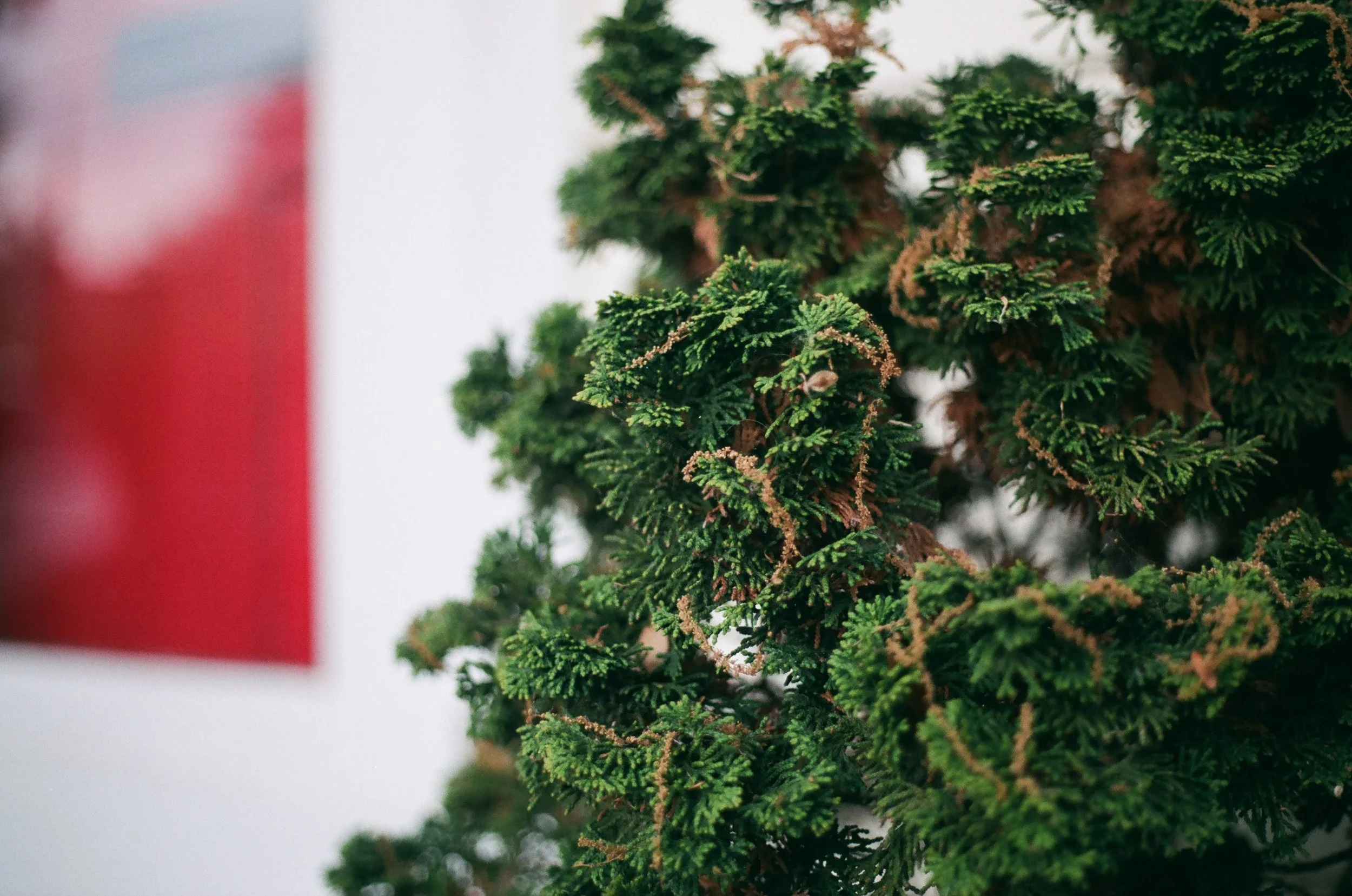 Close-up of an evergreen tree or shrub with dark green foliage and some brown edges.
