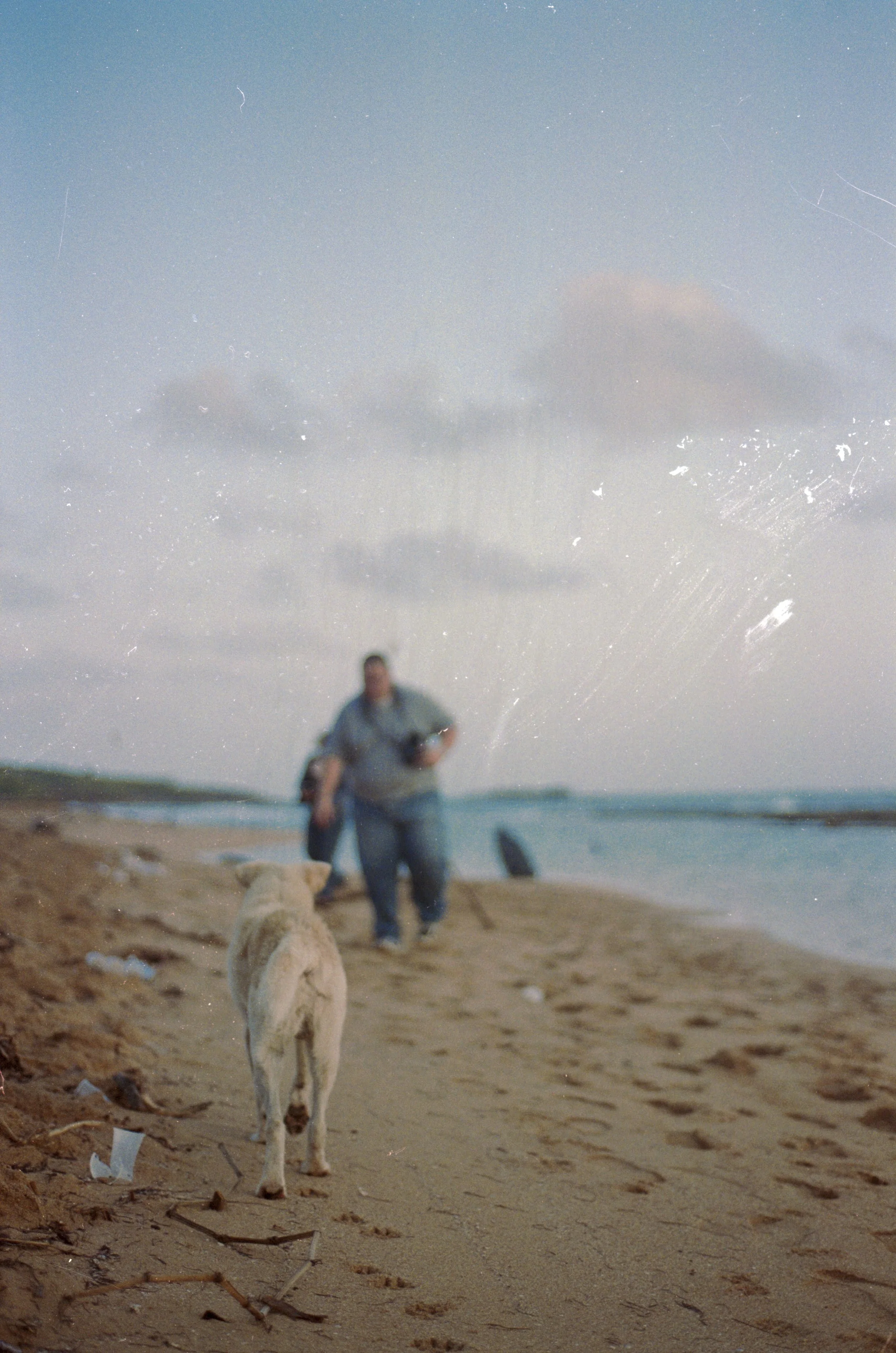 A dog walking on a sandy beach towards a person, with the ocean and sky in the background.