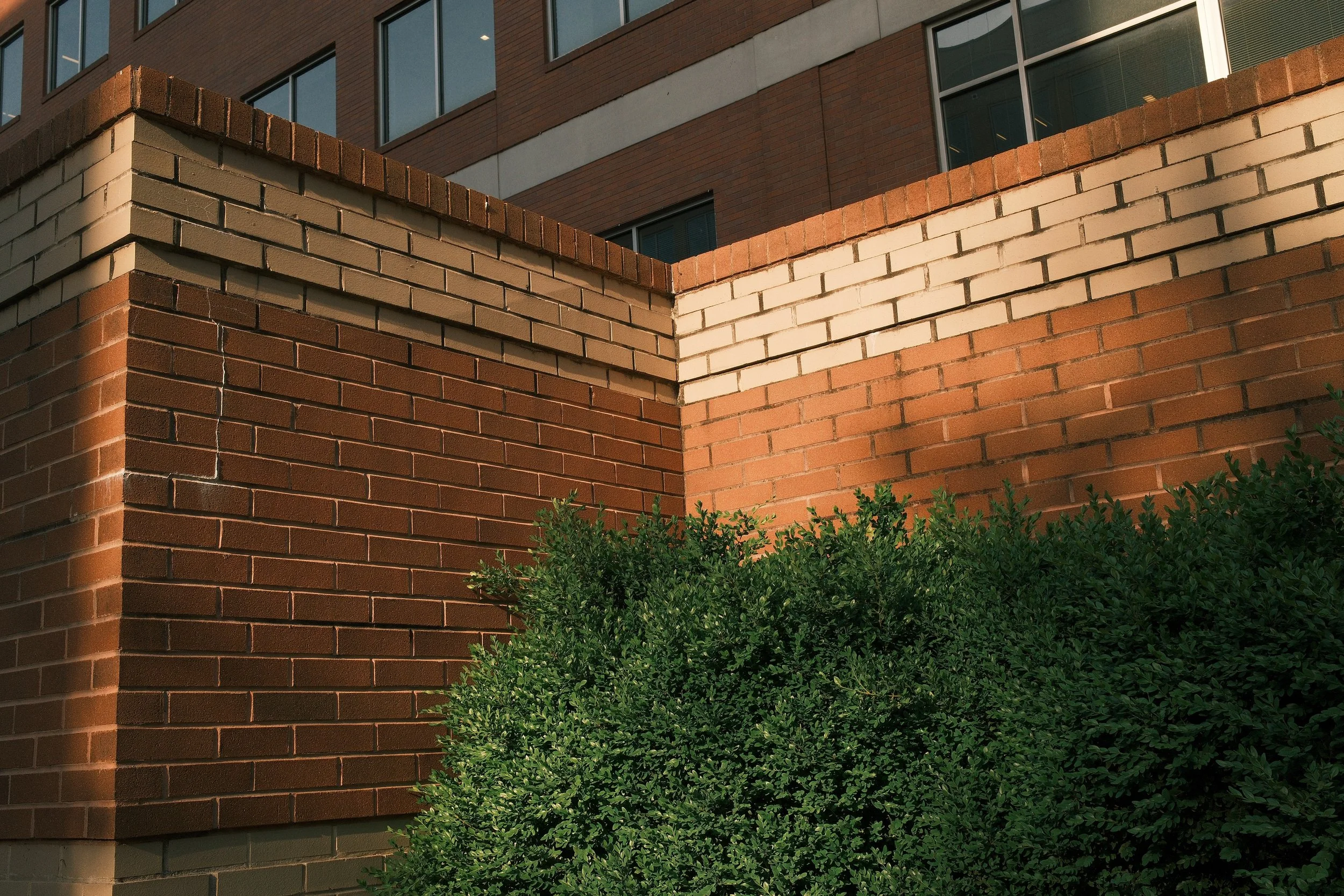 Close-up of a brick wall with three different colors of bricks, beige, white, and reddish-brown, with a green shrub in the foreground and a building with large windows in the background.