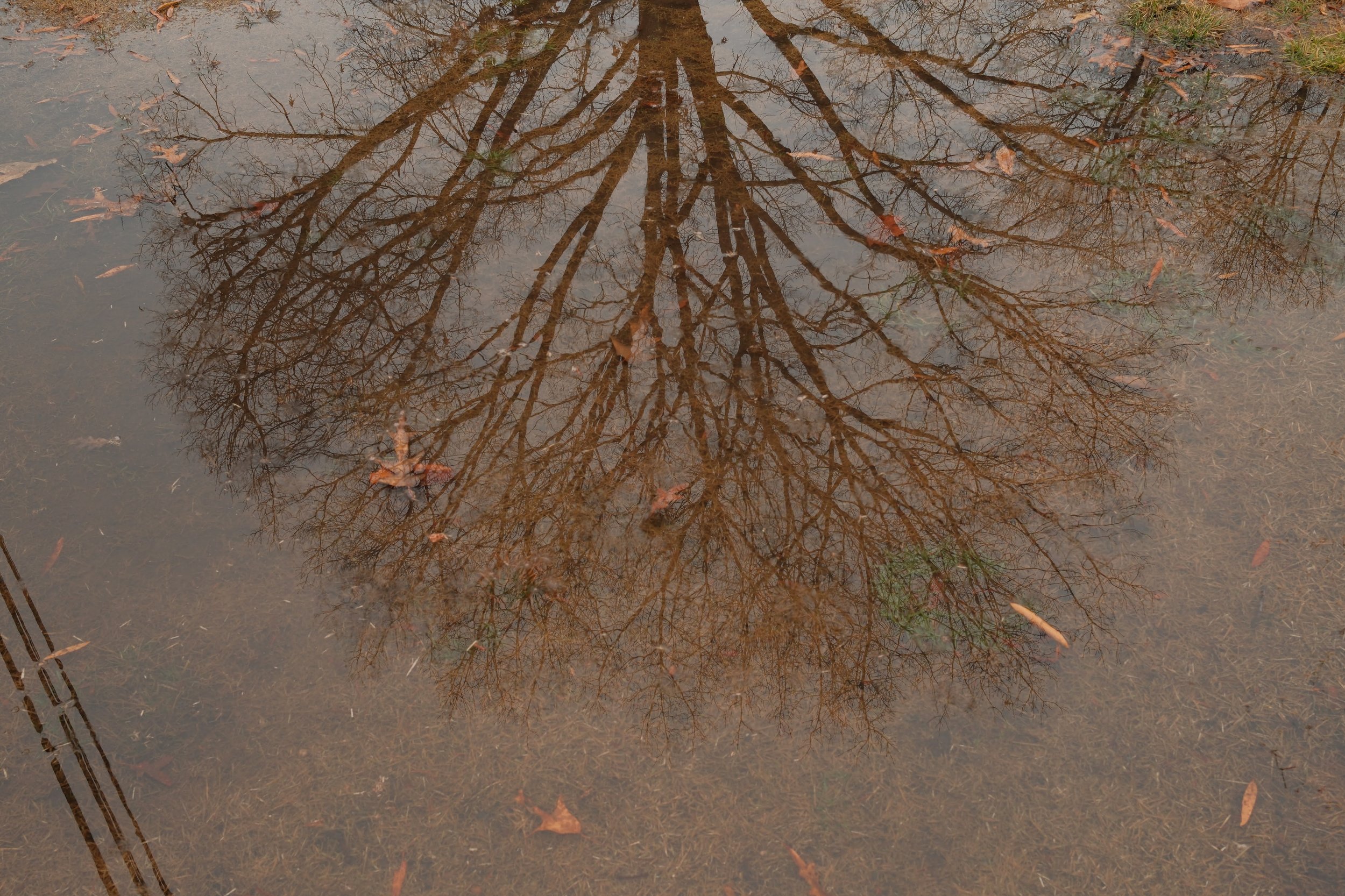Reflected image of a leafless tree in a puddle on the ground scattered with fallen leaves.