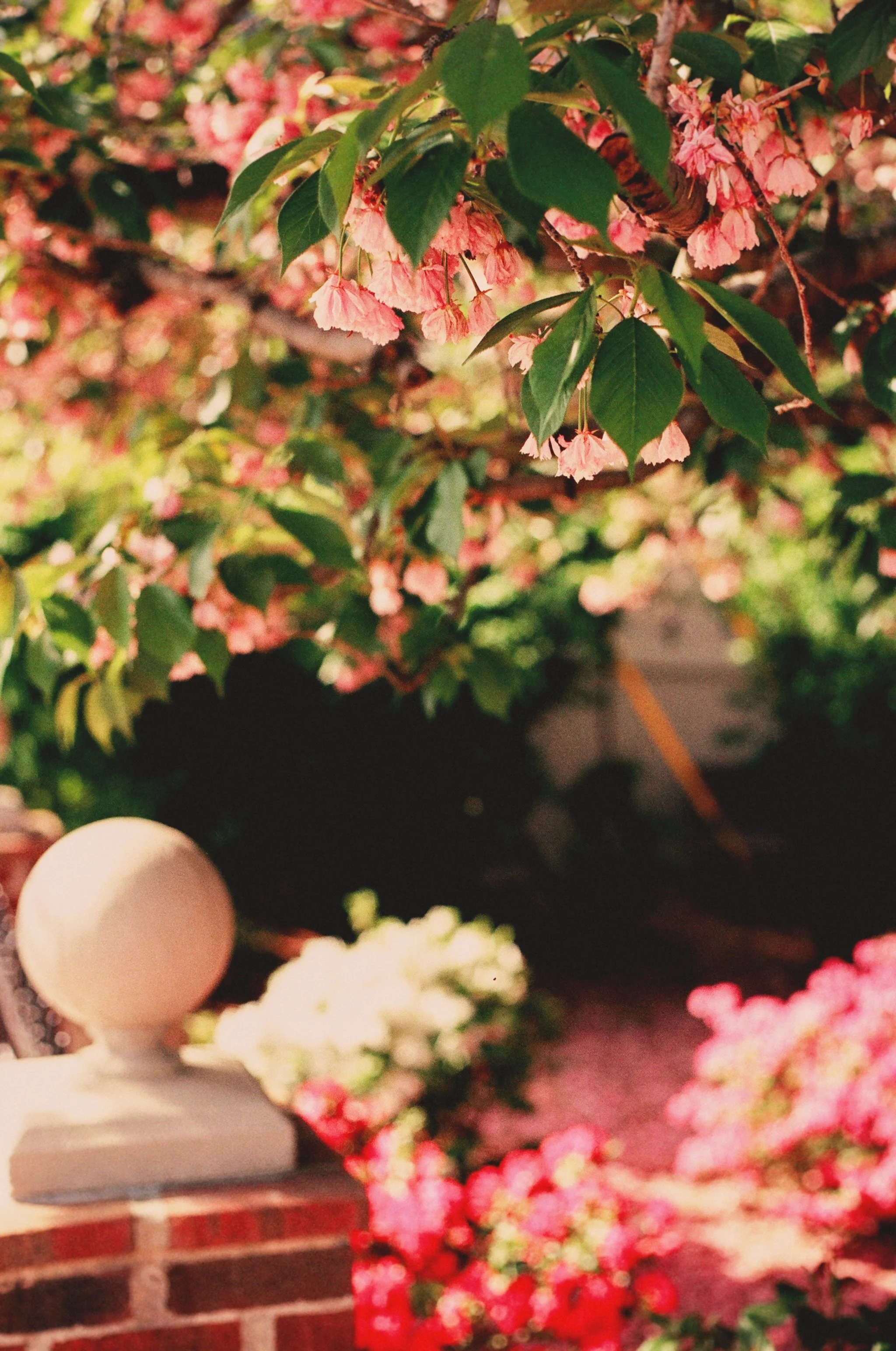 Pink flowering shrub and garden scene with brick pillar and pink flowers on the ground.