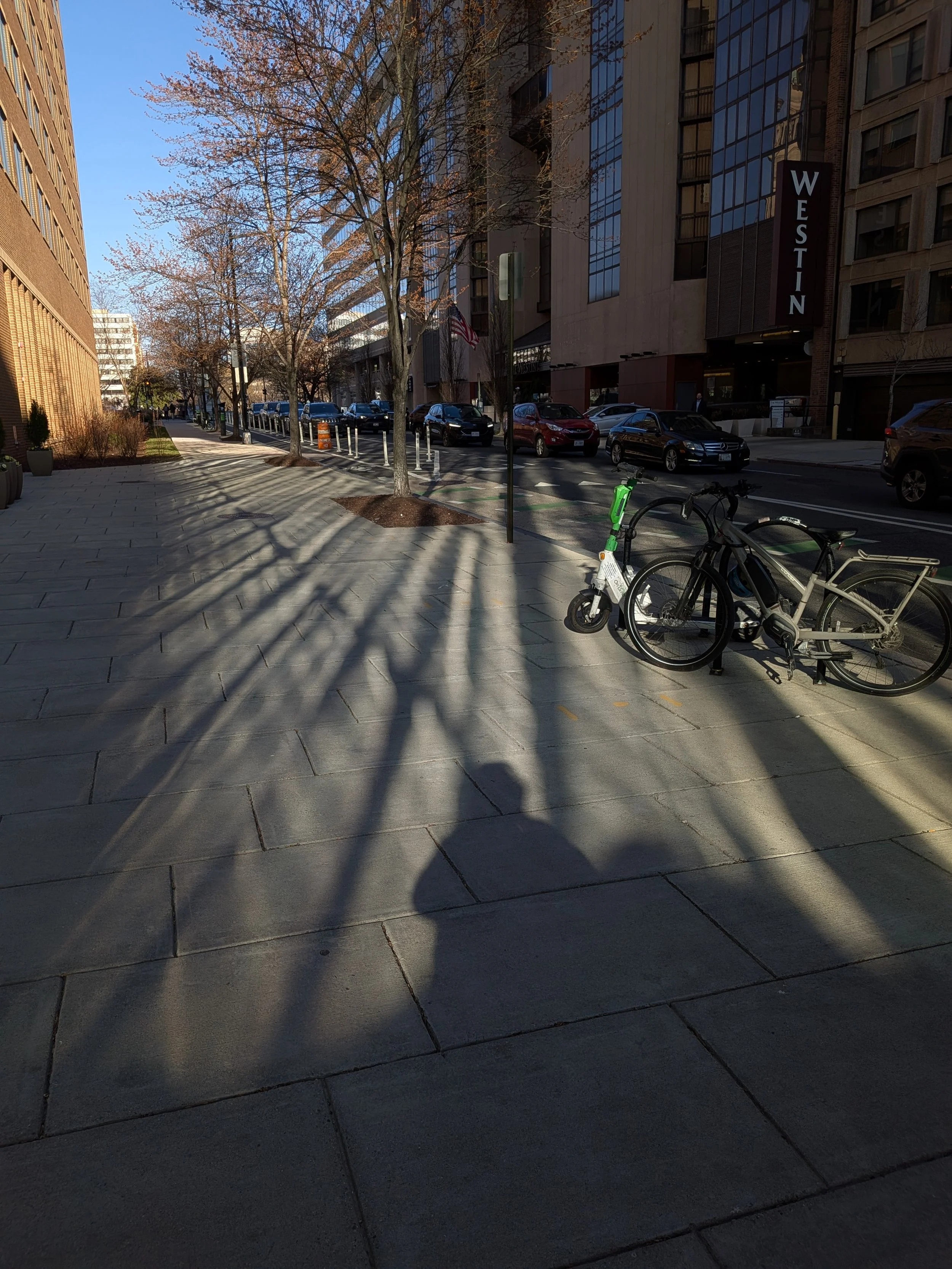 City sidewalk with trees casting long shadows, parked bicycles, and a street with cars in the background.
