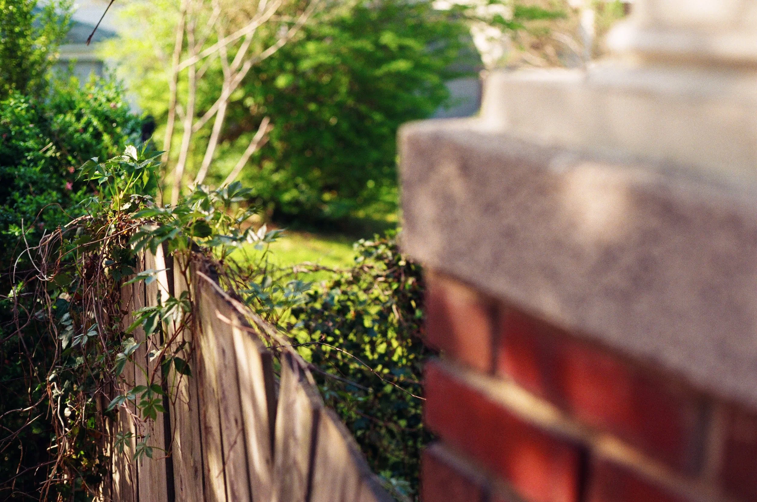 Blurred image of a garden yard with a wooden fence covered in vines on the left and a brick wall on the right, with green trees and shrubs in the background.