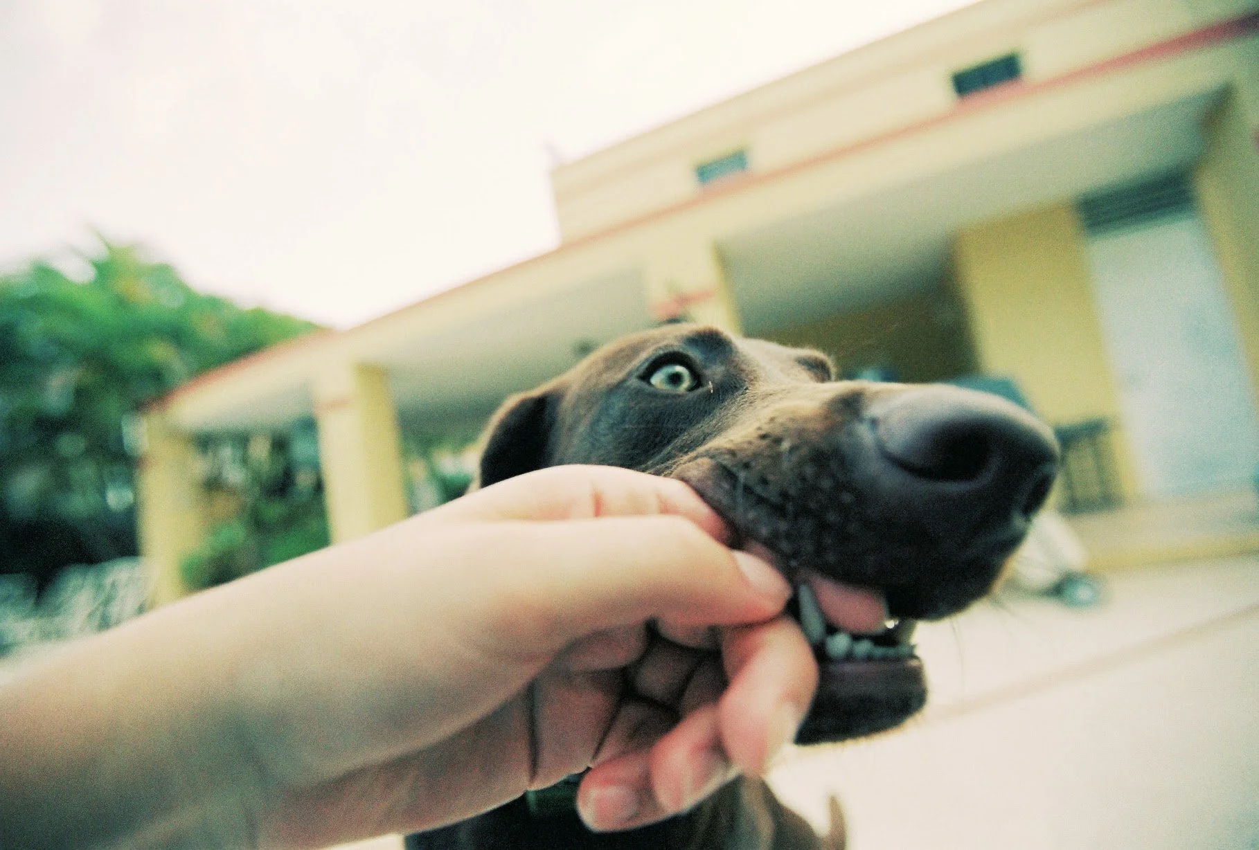 Close-up of a dog being gently held by a person's hand in front of a building with yellow columns and a balcony.