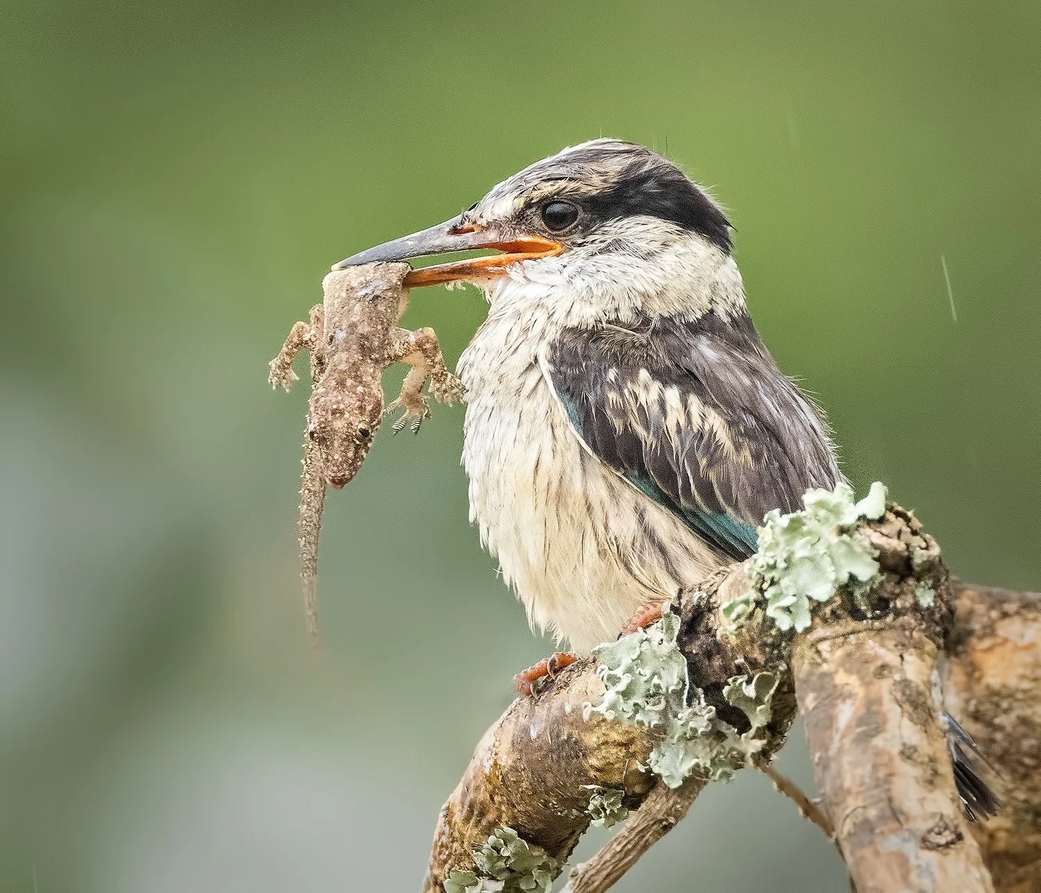 Striped Kingfisher Gecko 2 1500.jpg