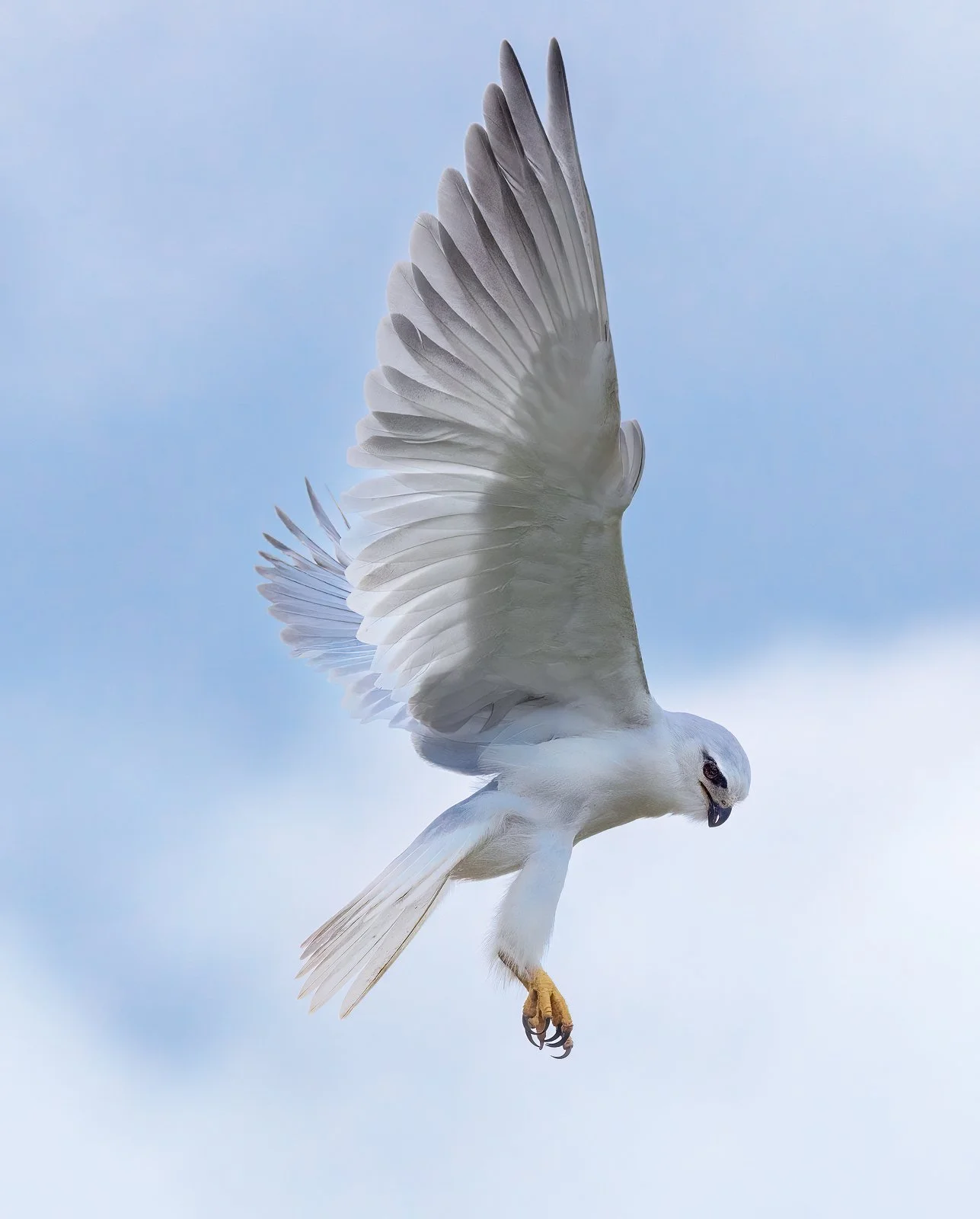 Black-shouldered Kite 1 1600px.jpg