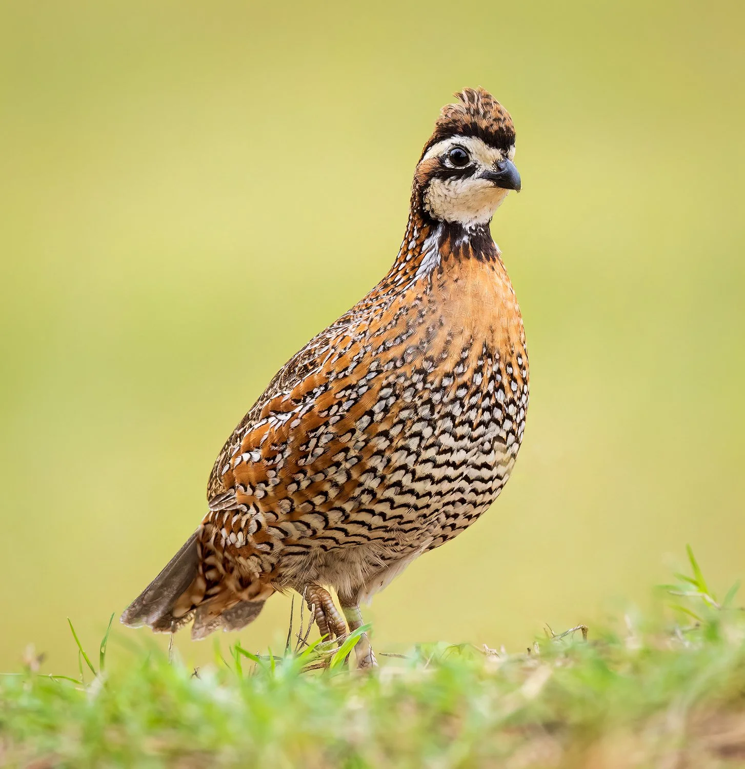 Northern Bobwhite 2 1600px.jpg