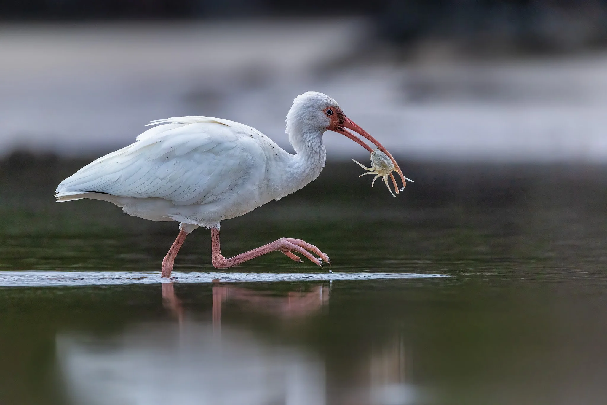 Reddish Egret Crab 2 copy.jpg