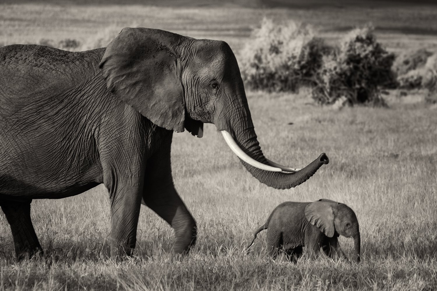 Mom and baby - Amboseli.jpg