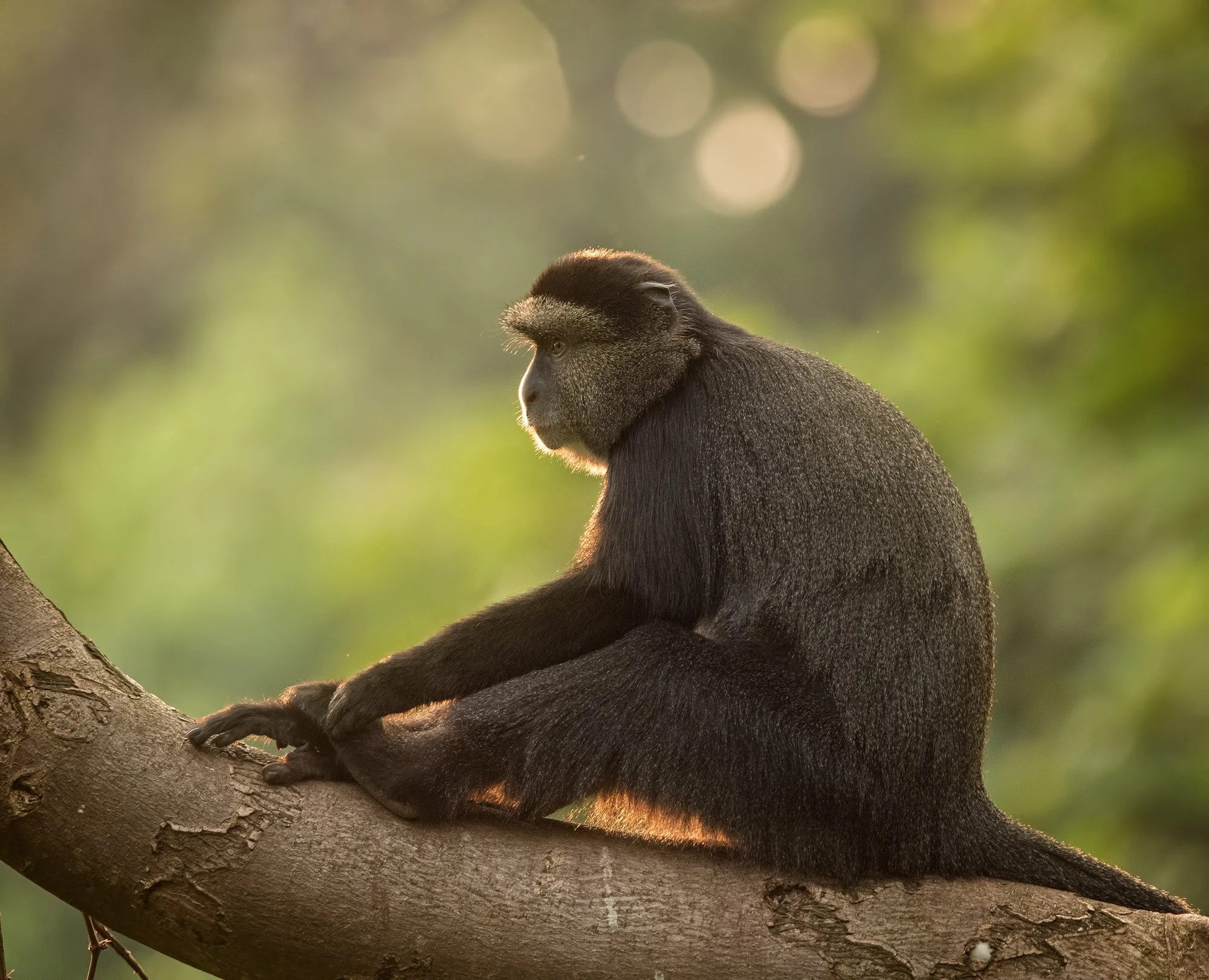 Blue Monkey - Mikeno, DRC2 2000px.jpg