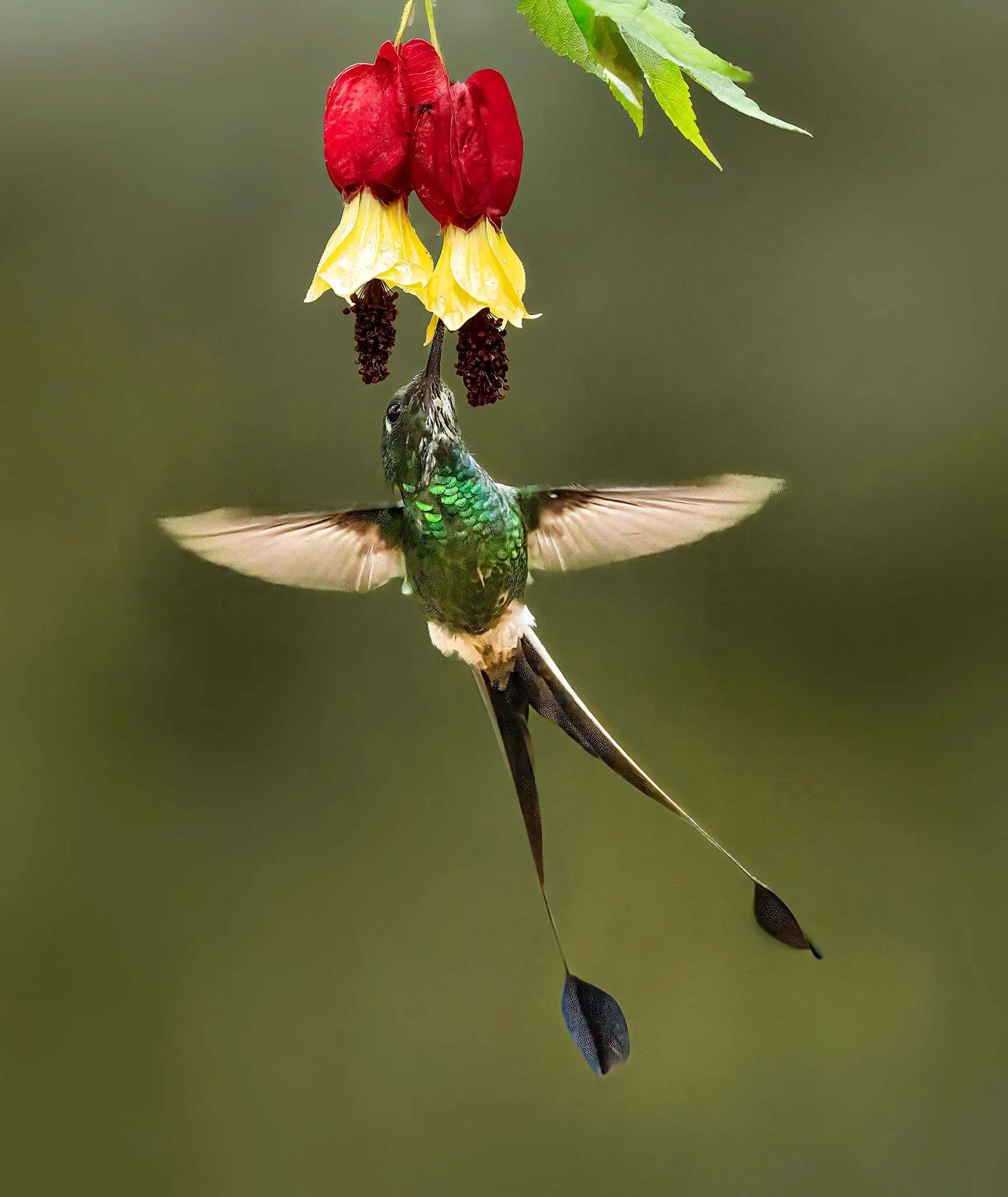 White-booked Racket-tail 13.jpg