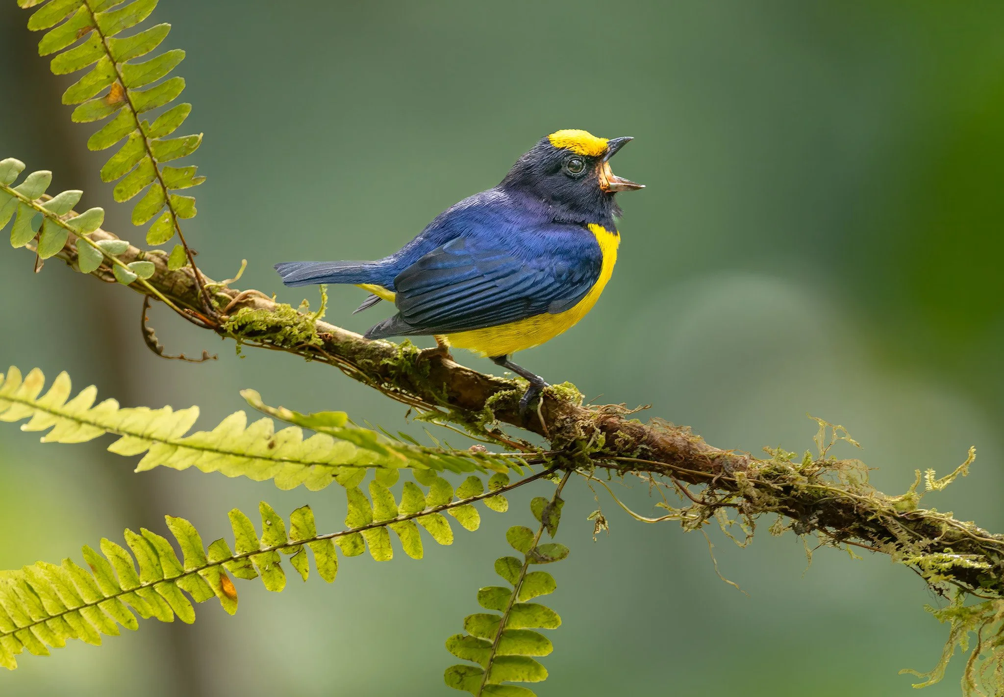 Thick-billed Euphonia 1 La Florida copy.jpg