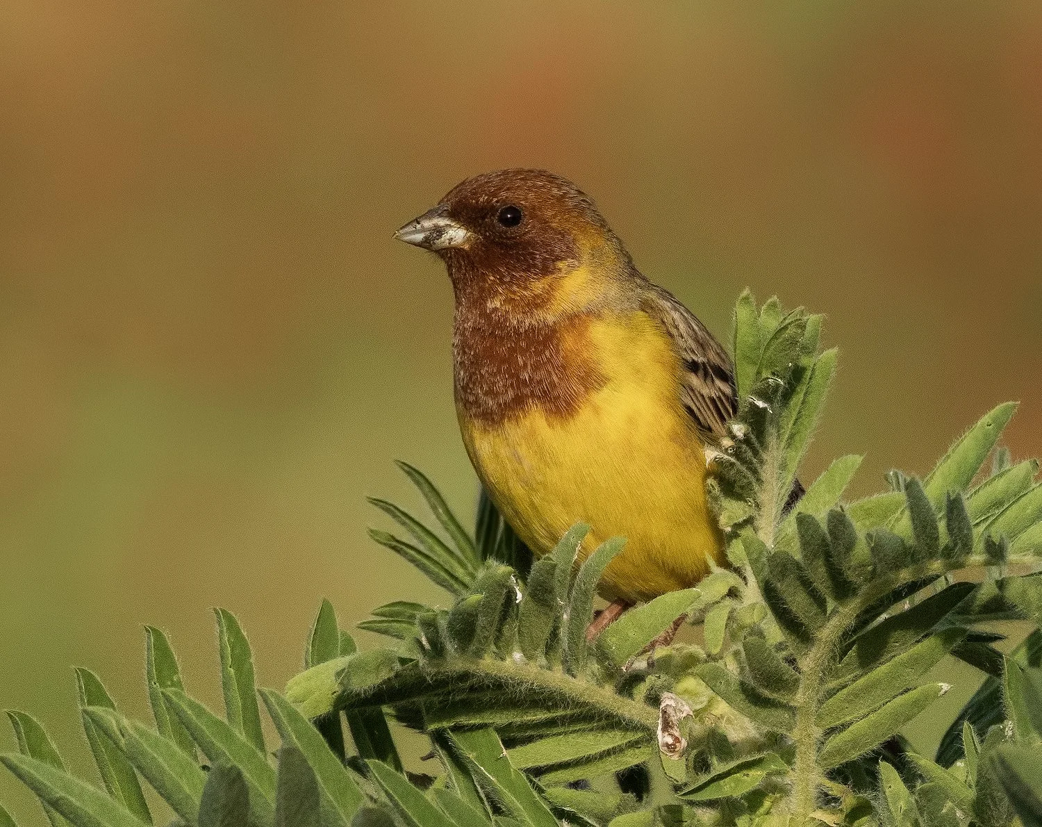Red-headed Bunting 1600px.jpg