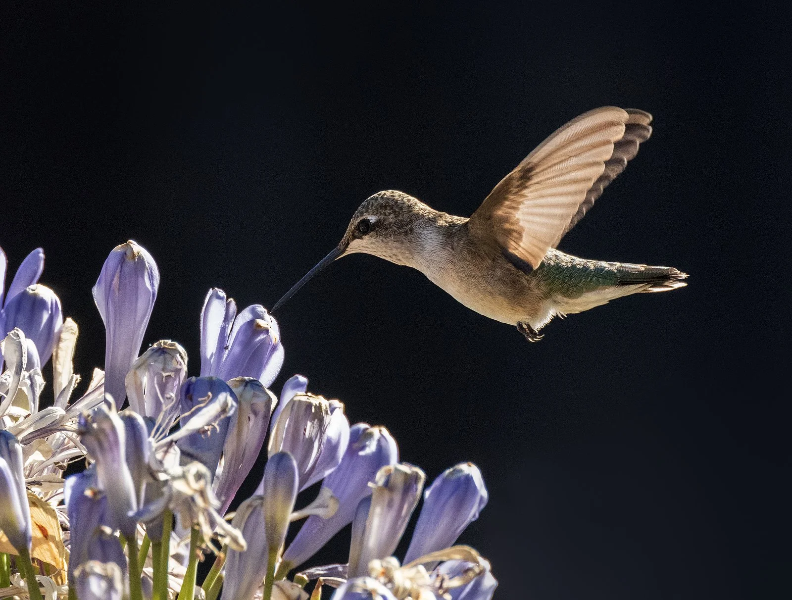 Anna's Hummingbird 1.jpg