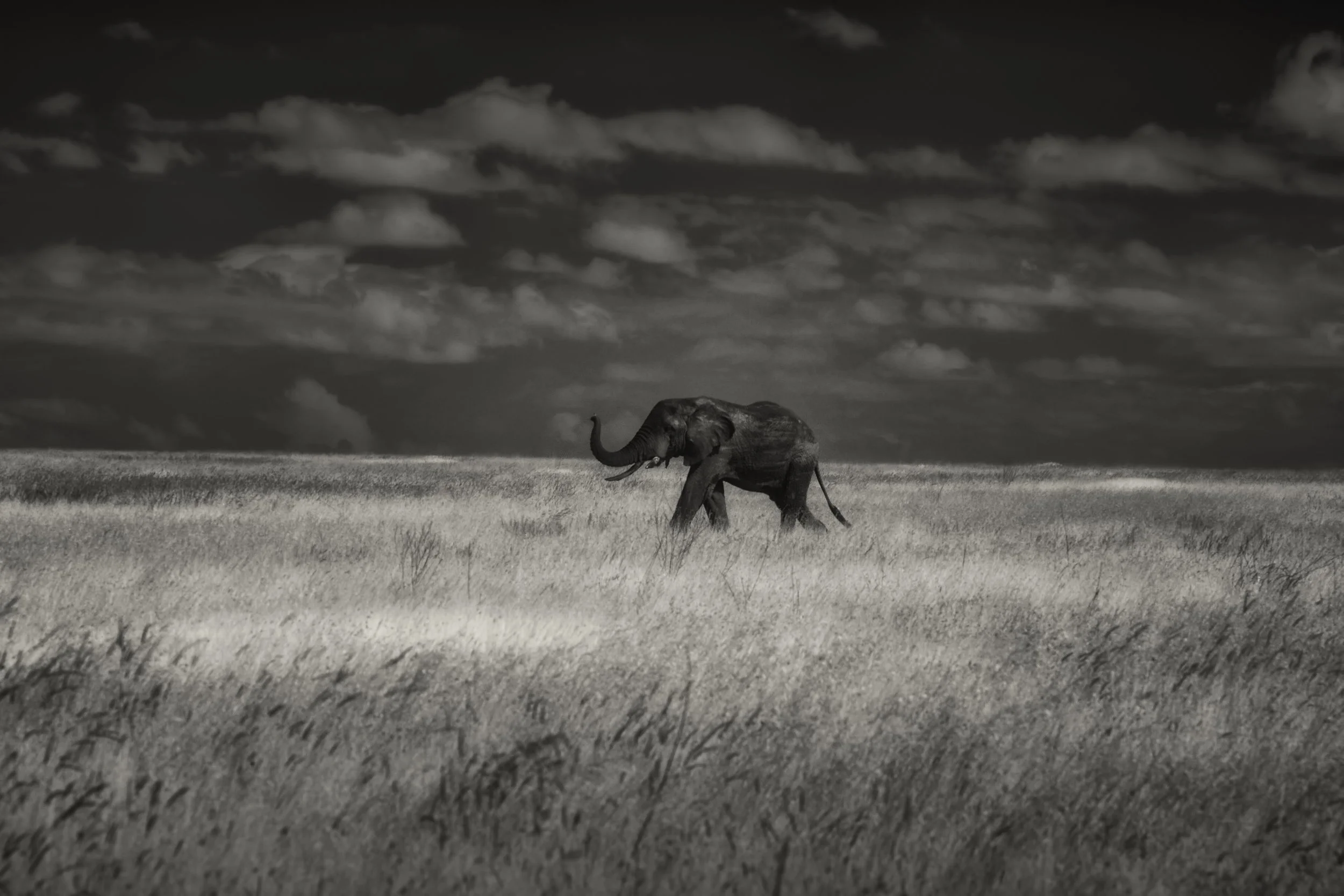 Lone Elephant IR.jpg