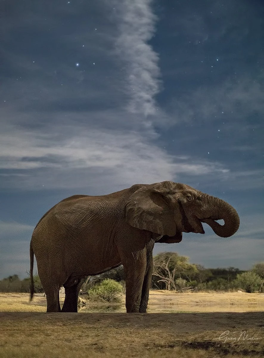Elephant - The Hide - Night Best 1200px.jpg