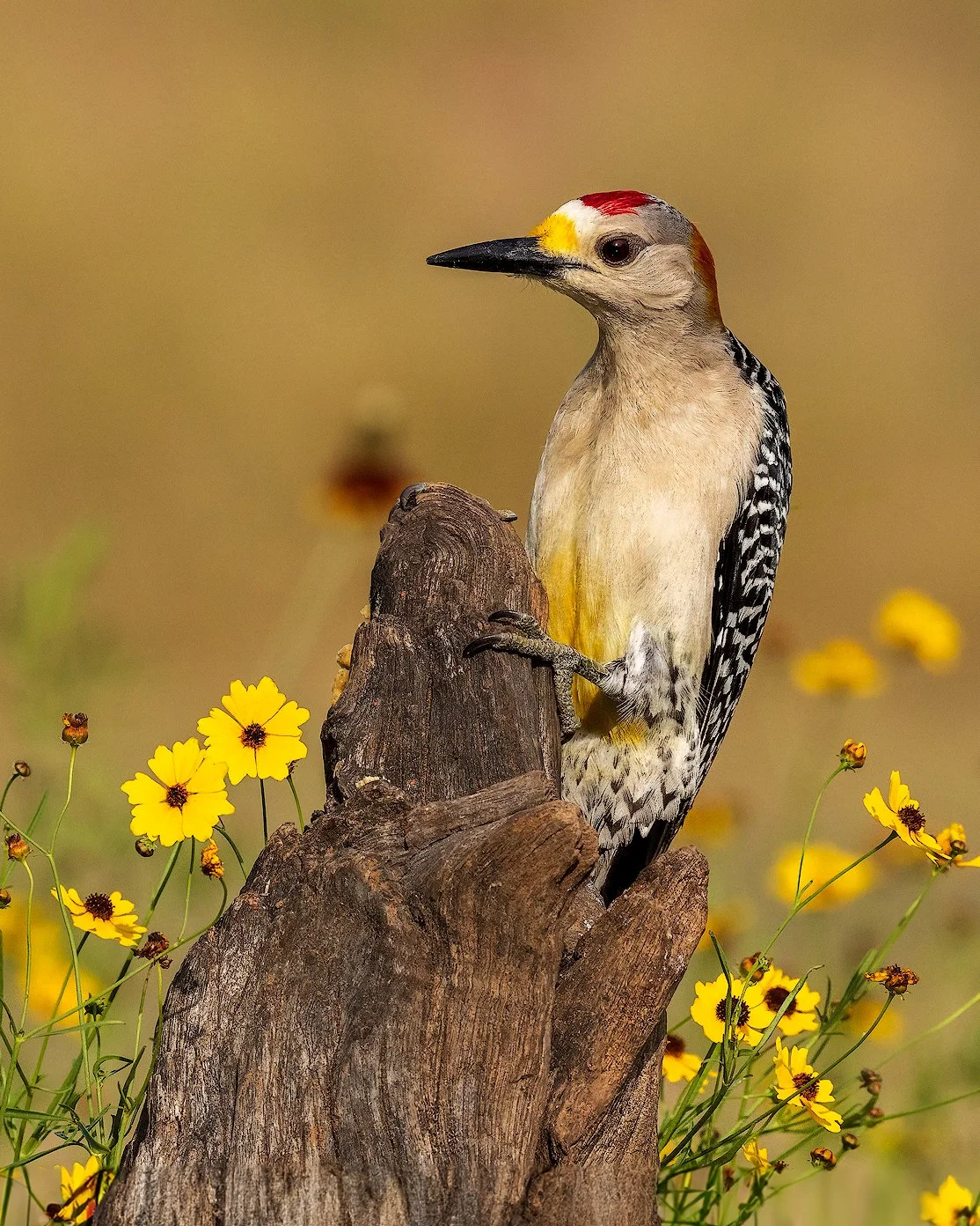 Golden-fronted Woodpecker 2v2 2048px.jpg