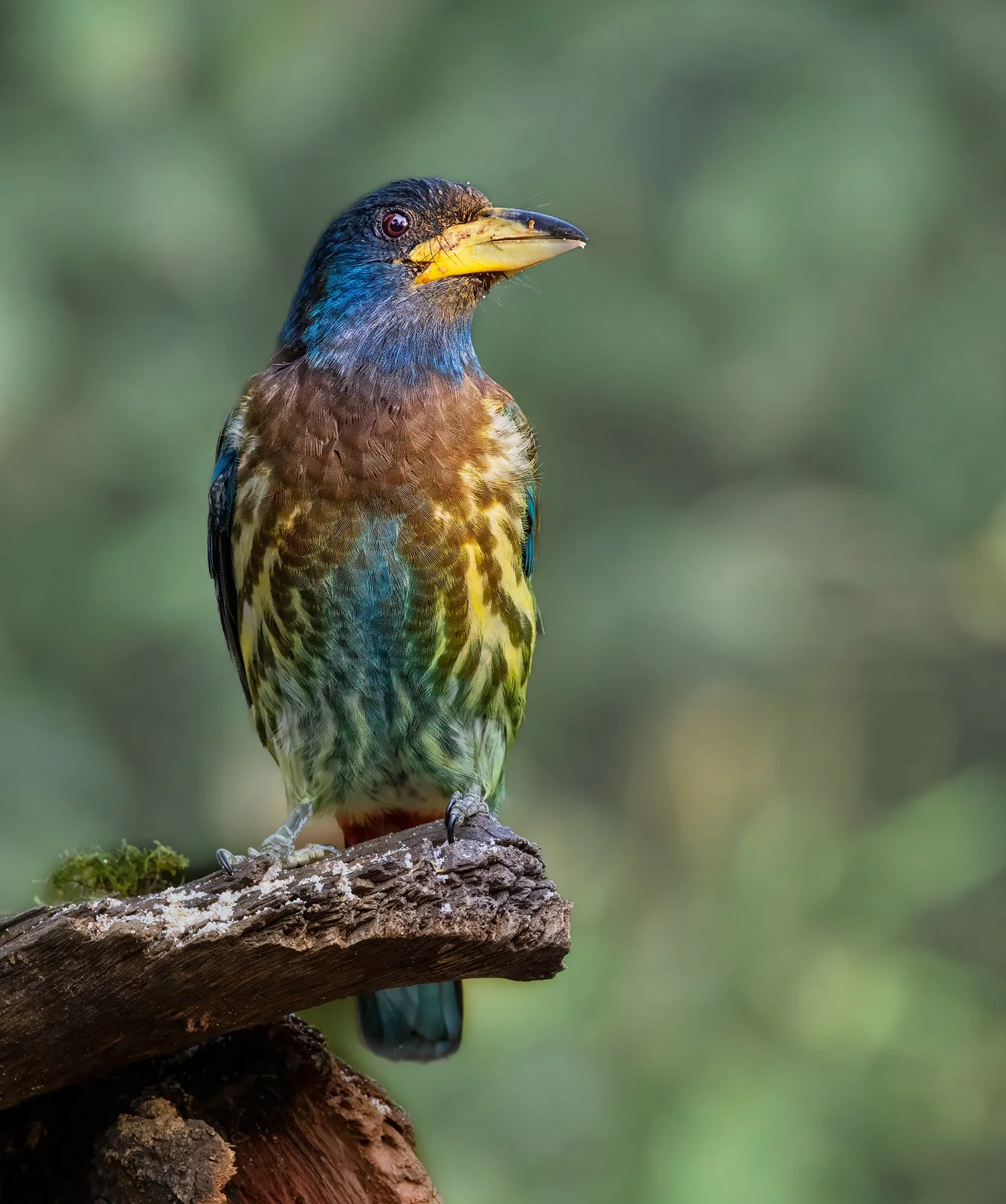 Great Barbet 2 1600px.jpg