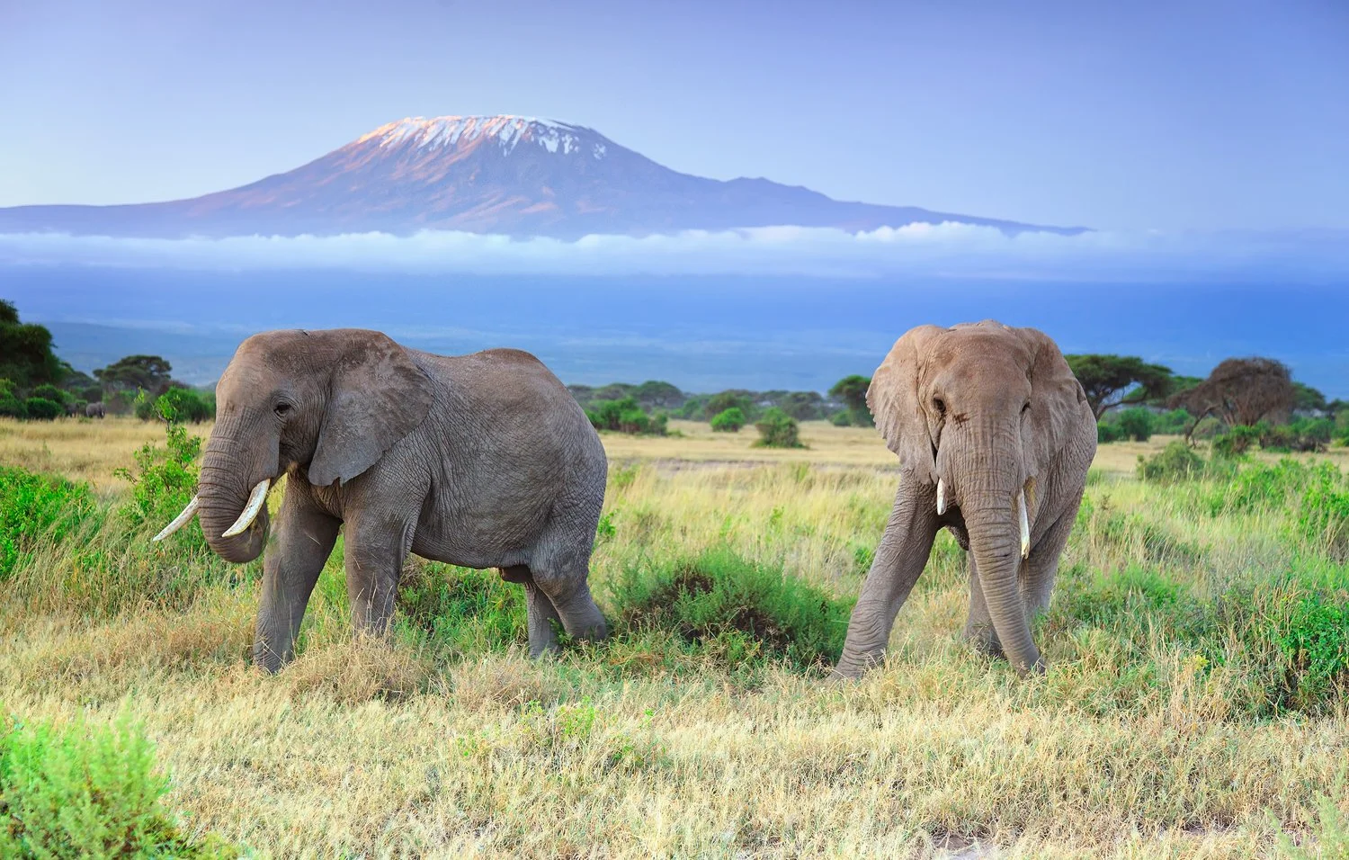 Amboseli Elephant Sunrise.jpg