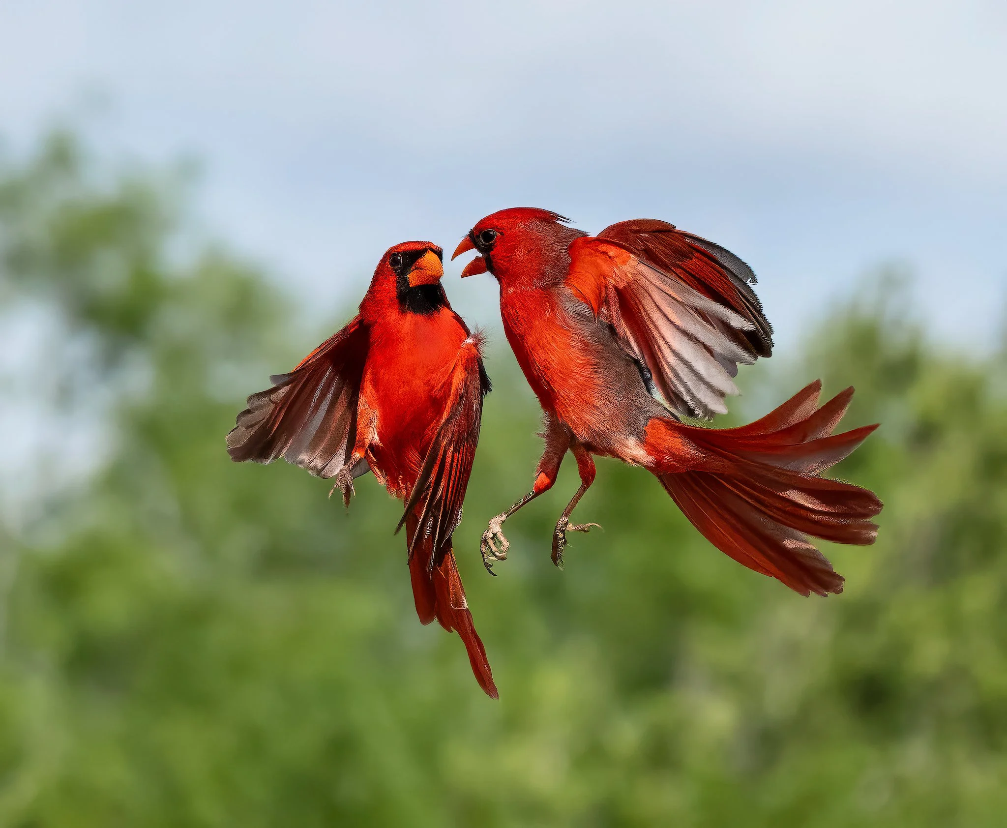 Cardinal Fight 2024 2.jpg