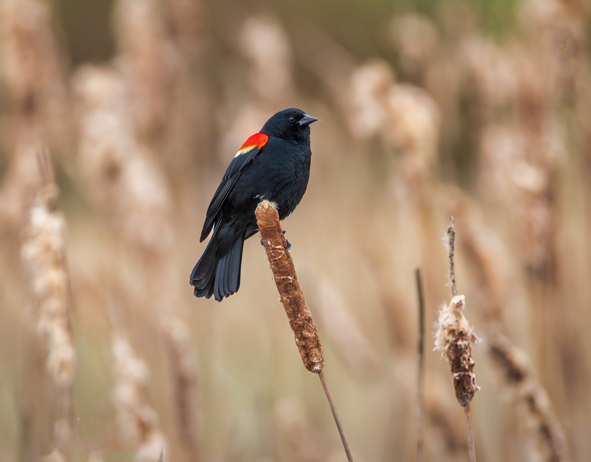 Red-winged Blackbird 4 2025 2048px.jpg