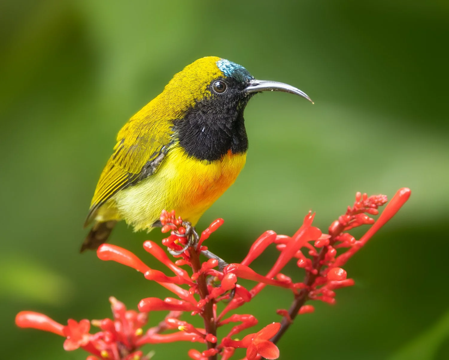 Flaming Sunbird 1.jpg