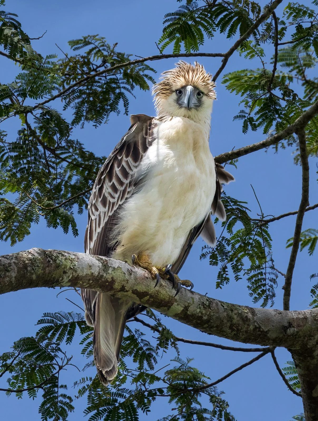 Philippine Eagle 1 1600px.jpg