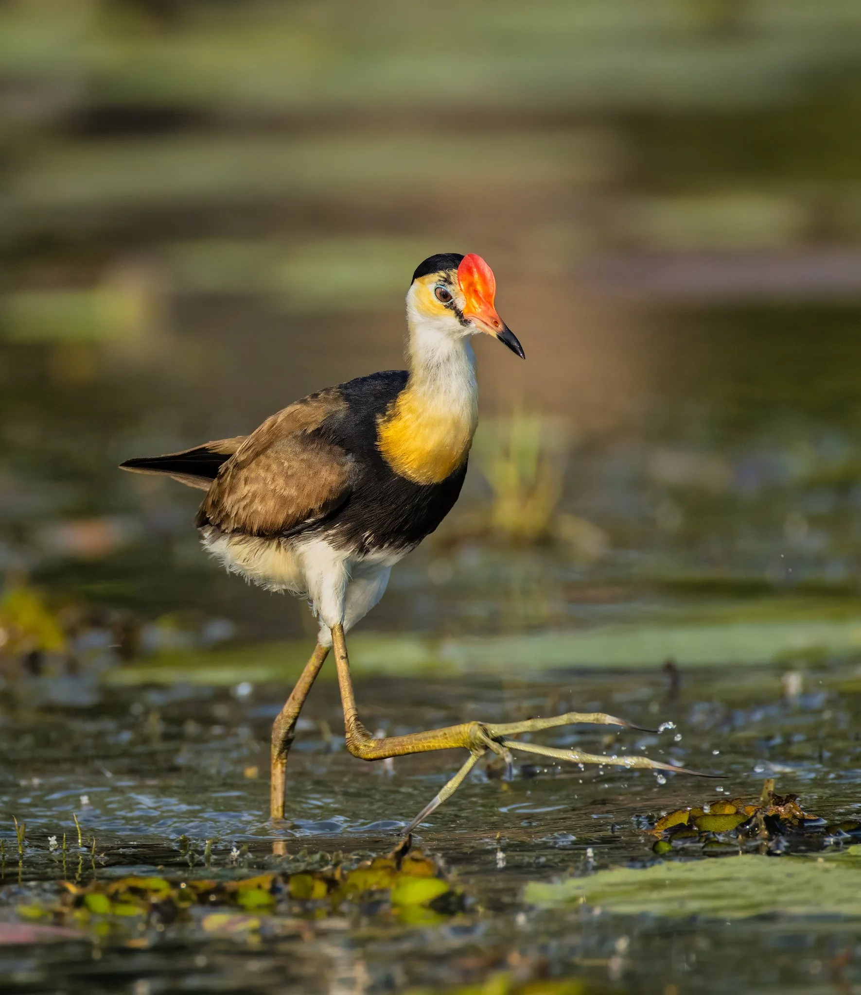 Comb-crested Jacana 5 2048px.jpg