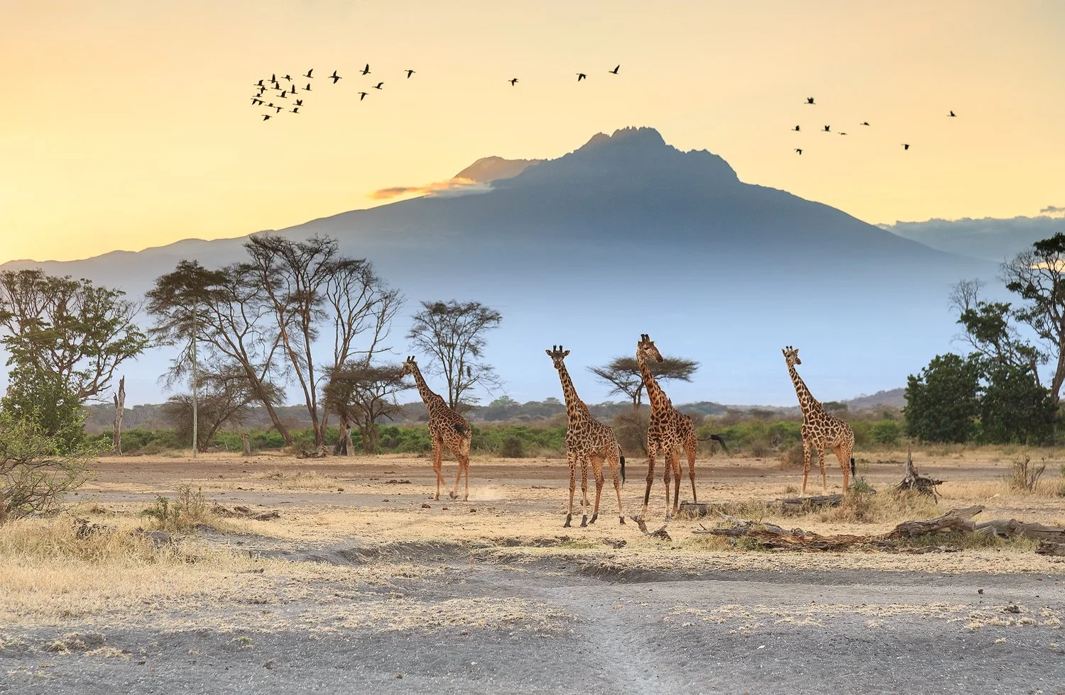 Giraffes and Kili Tsavo.jpg